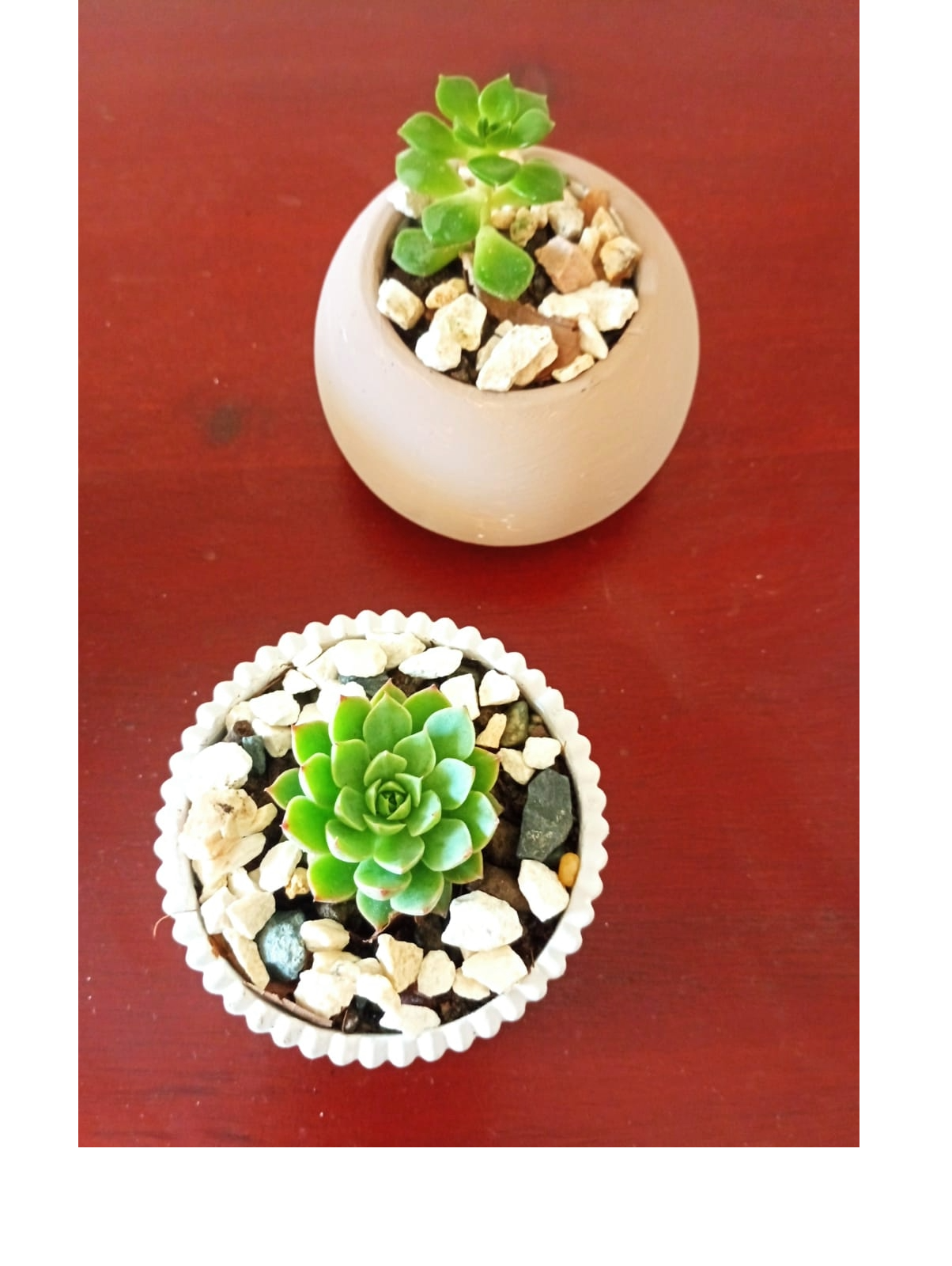 decoración y accesorios - Preciosas suculentas en delicados tarros. 5