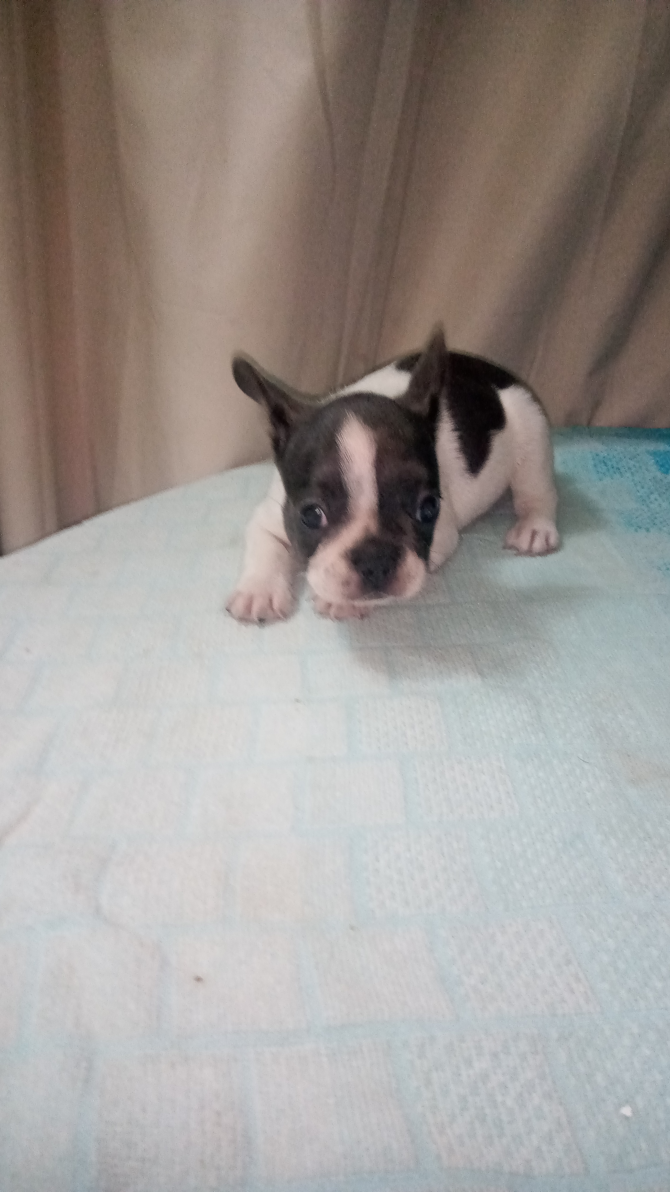 animales y mascotas - Bulldog francés cachorra  2