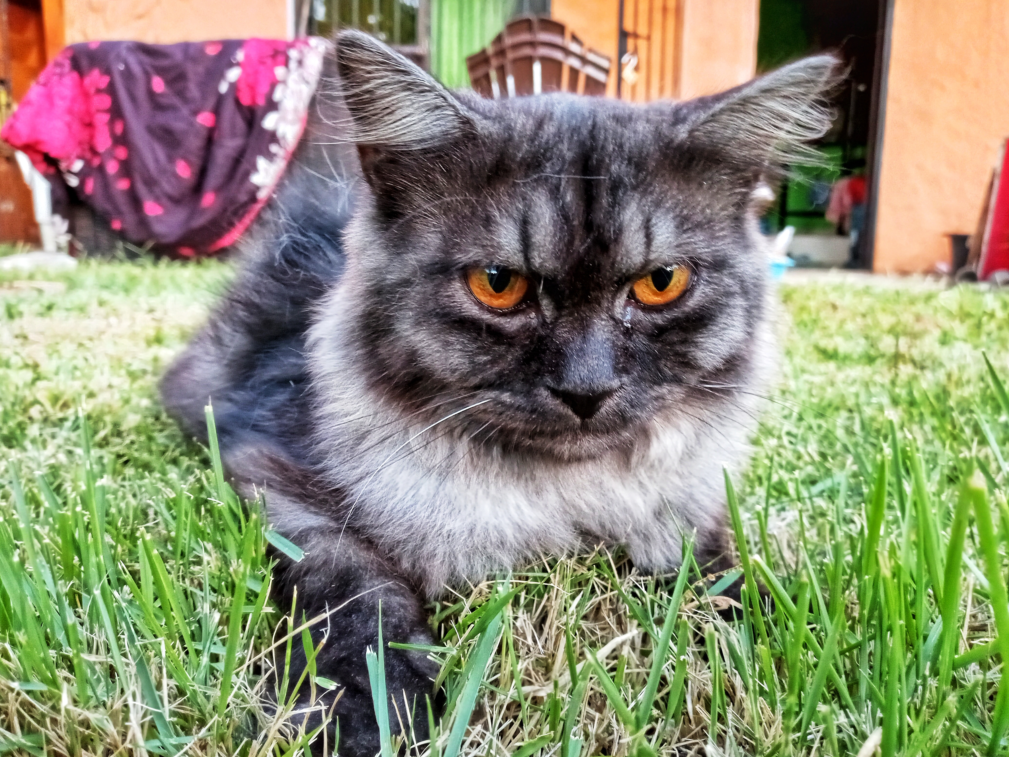 animales y mascotas - GATOS PERSA Puros y Adorables Listos Para Entrega 7
