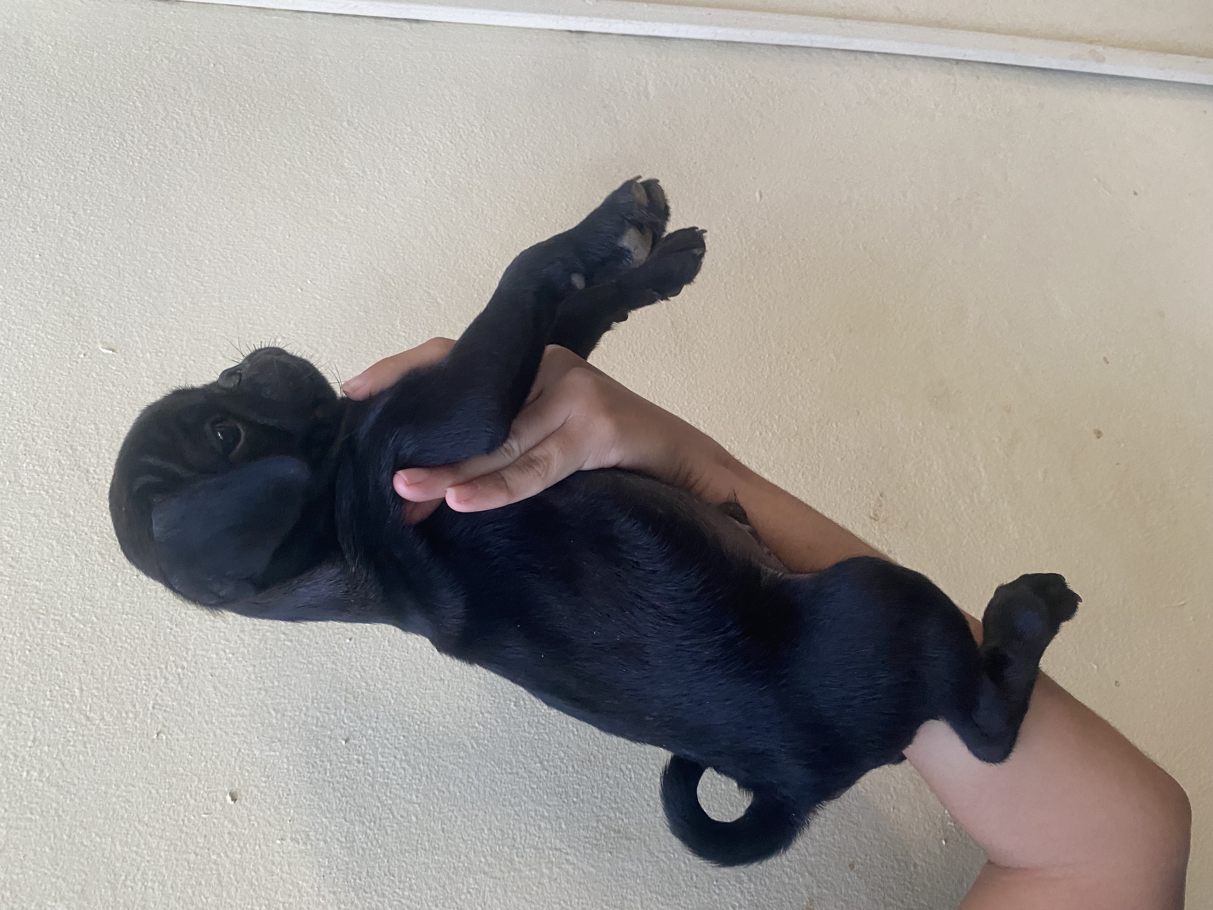 animales y mascotas - en Santiago cachorro de pug macho  2
