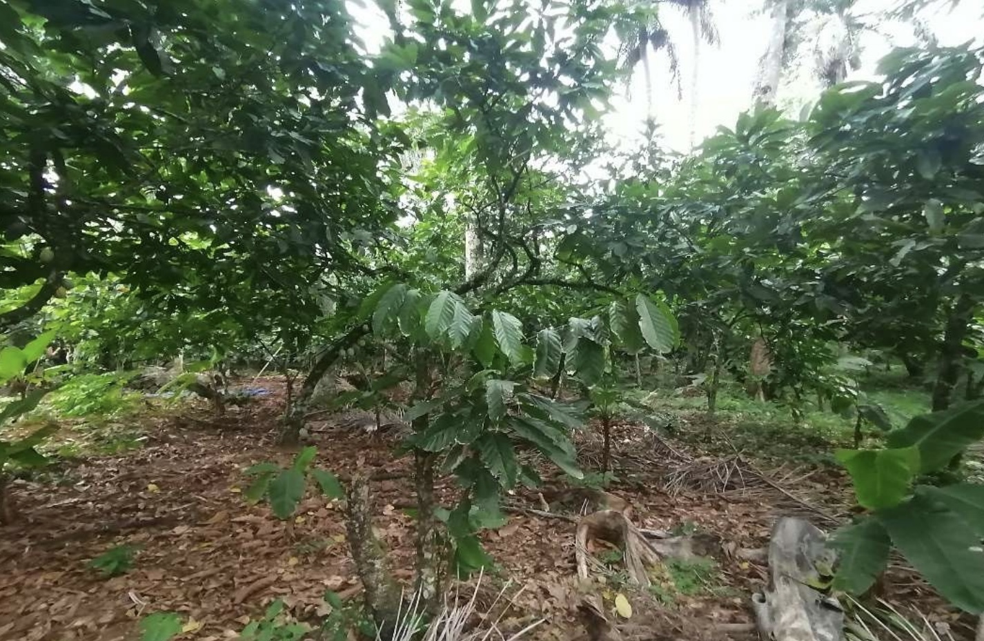 solares y terrenos - Terreno en Venta en Castillo, Salida a Nagua 1