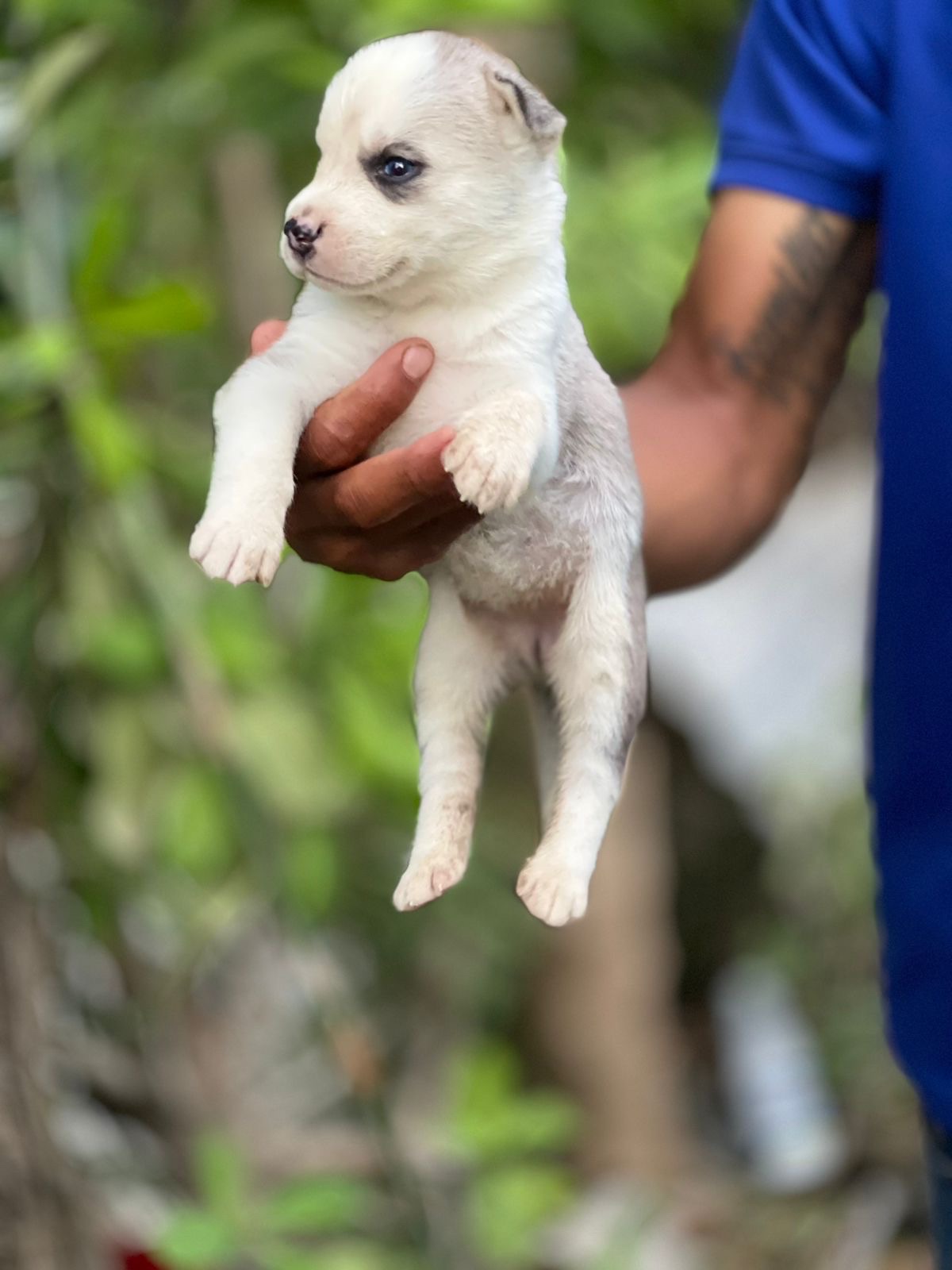 animales y mascotas - vendo husky  3