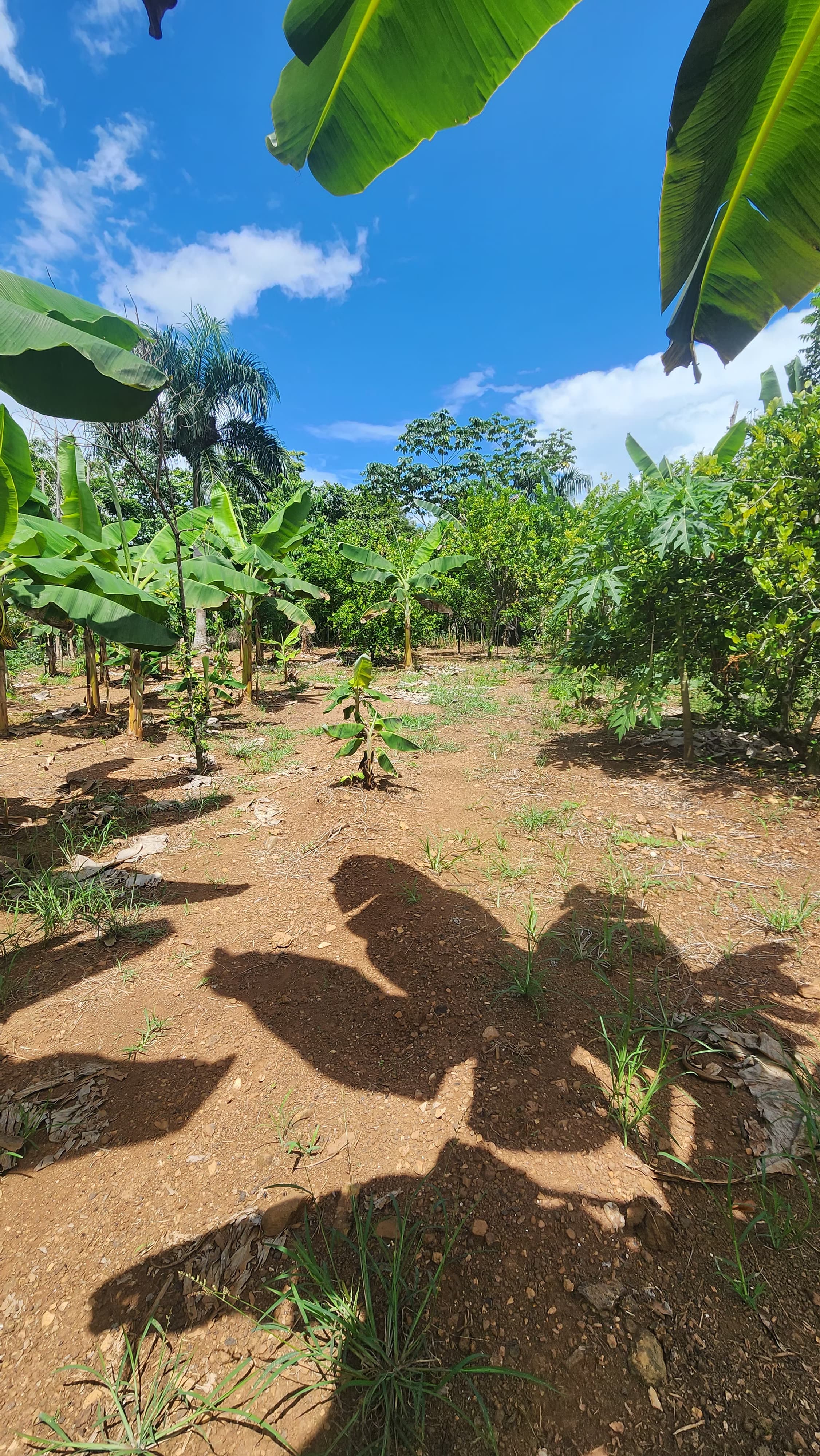 solares y terrenos - Vendo finca en buen precio!
El terreno tiene su título definitivo.
15 tarea 🏕️
 2