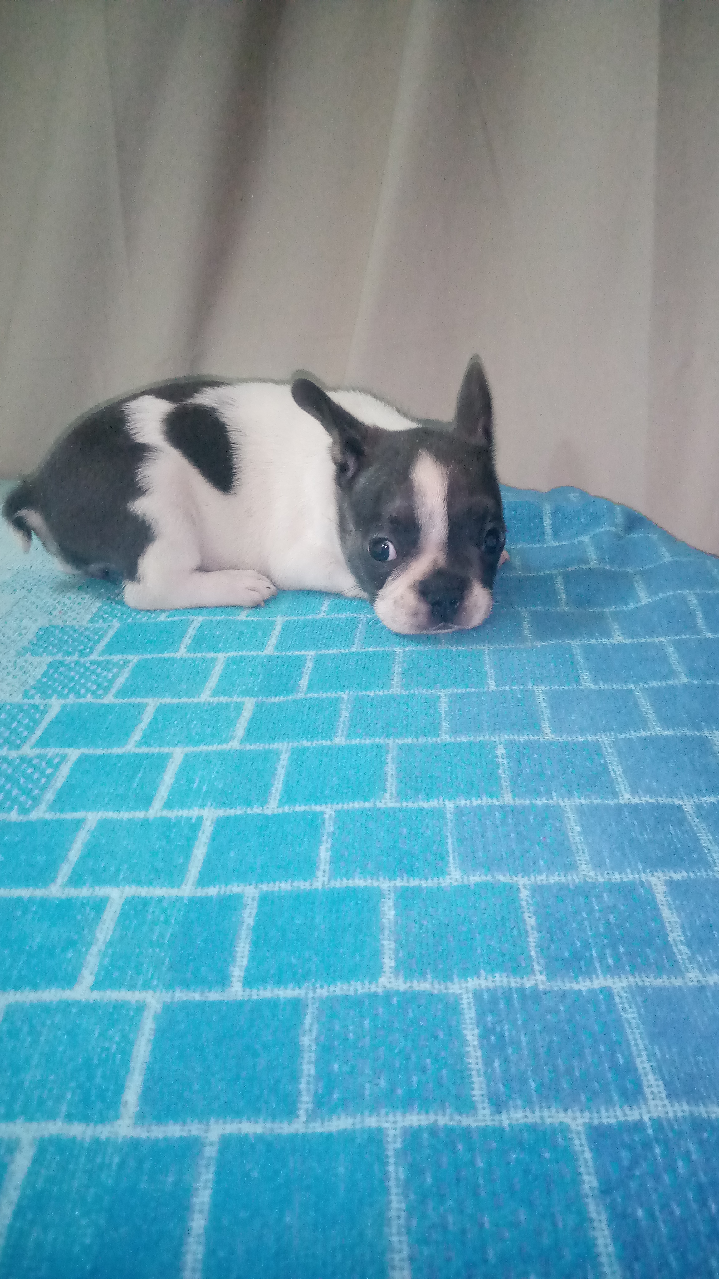 animales y mascotas - Bulldog francés cachorra  3
