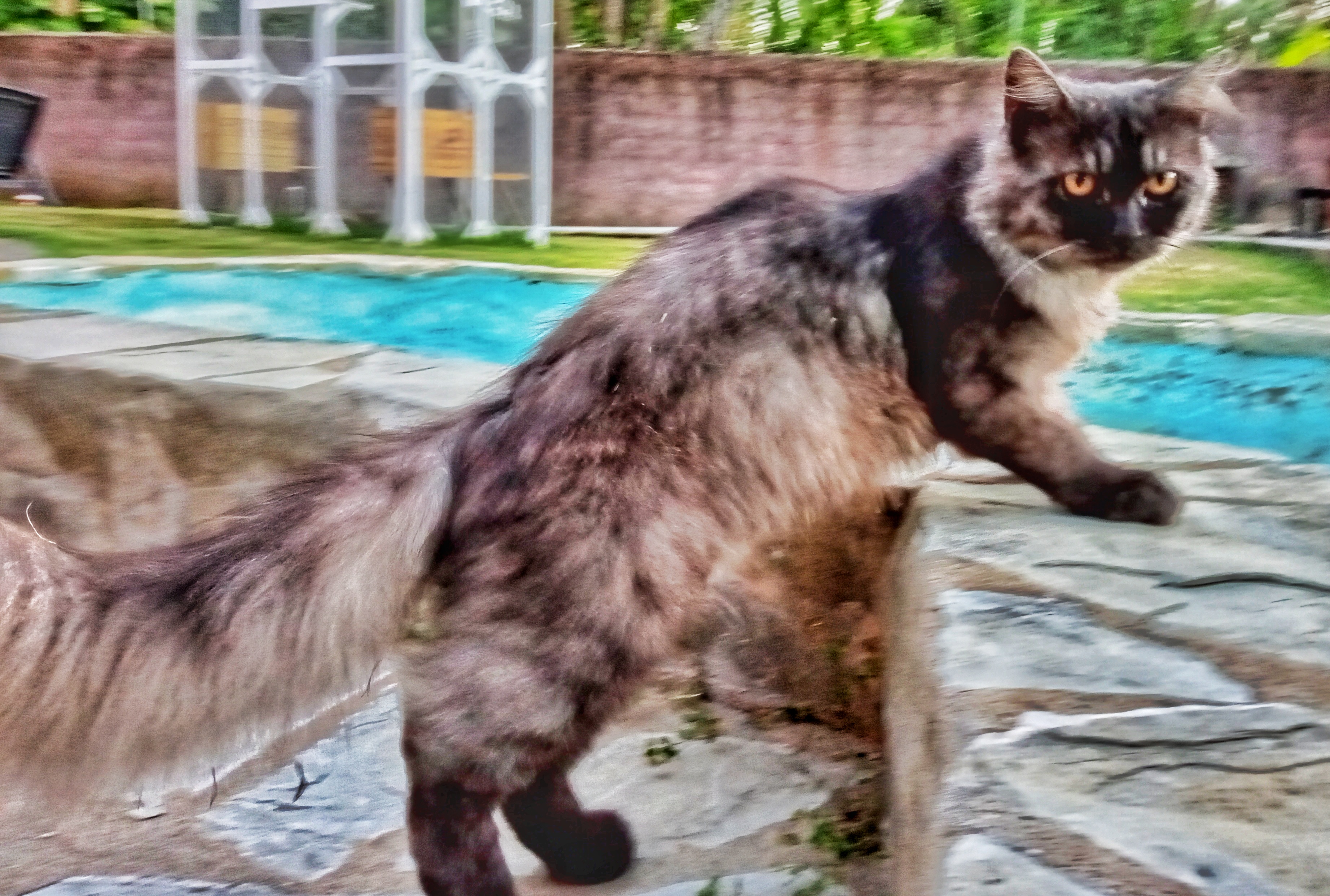 animales y mascotas - GATOS PERSA Puros y Adorables Listos Para Entrega 8