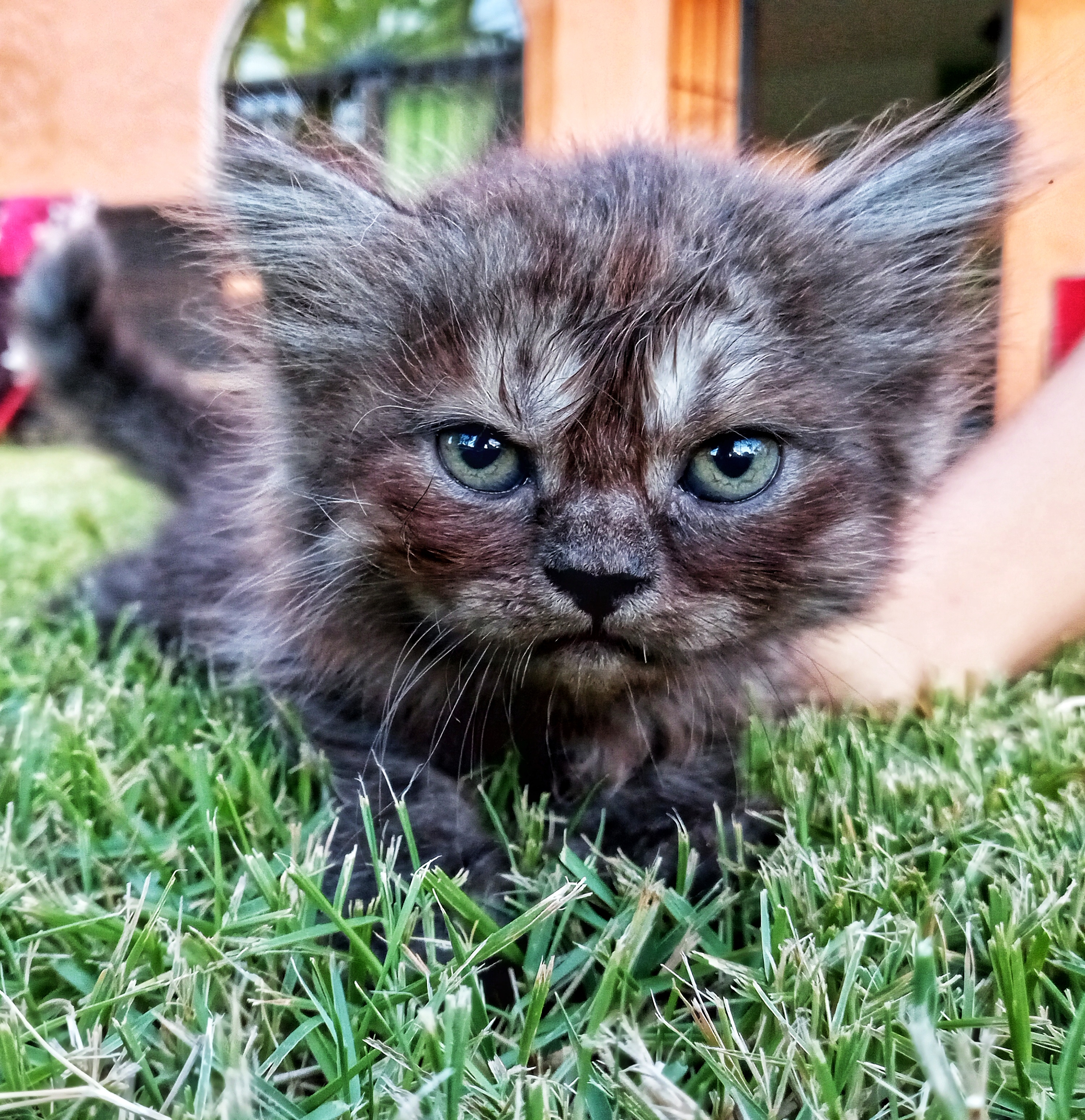 animales y mascotas - GATOS PERSA Puros y Adorables Listos Para Entrega 9