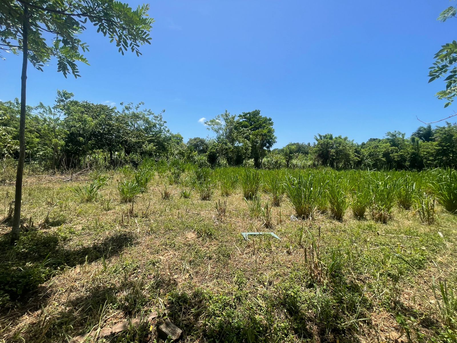 solares y terrenos - 🌳 Terreno en Venta – 1,458.38 m² en Los Boboses,  4