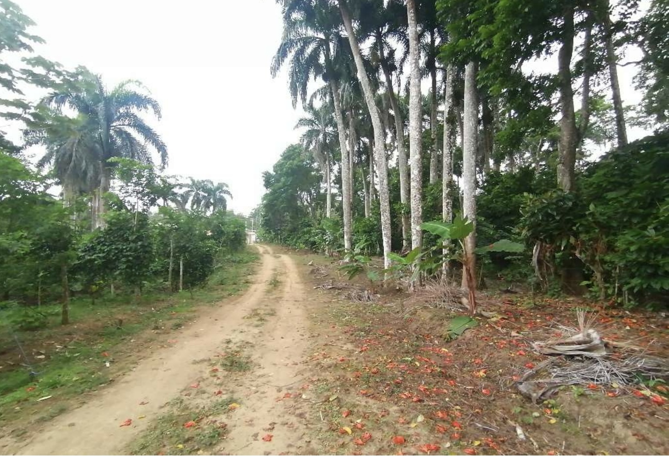 solares y terrenos - Terreno en Venta en Castillo, Salida a Nagua 3