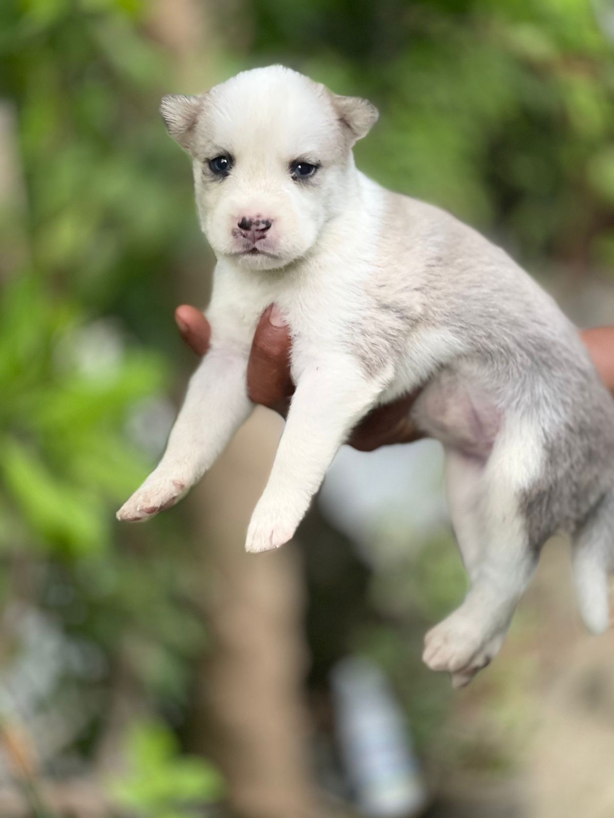 animales y mascotas - vendo husky  5