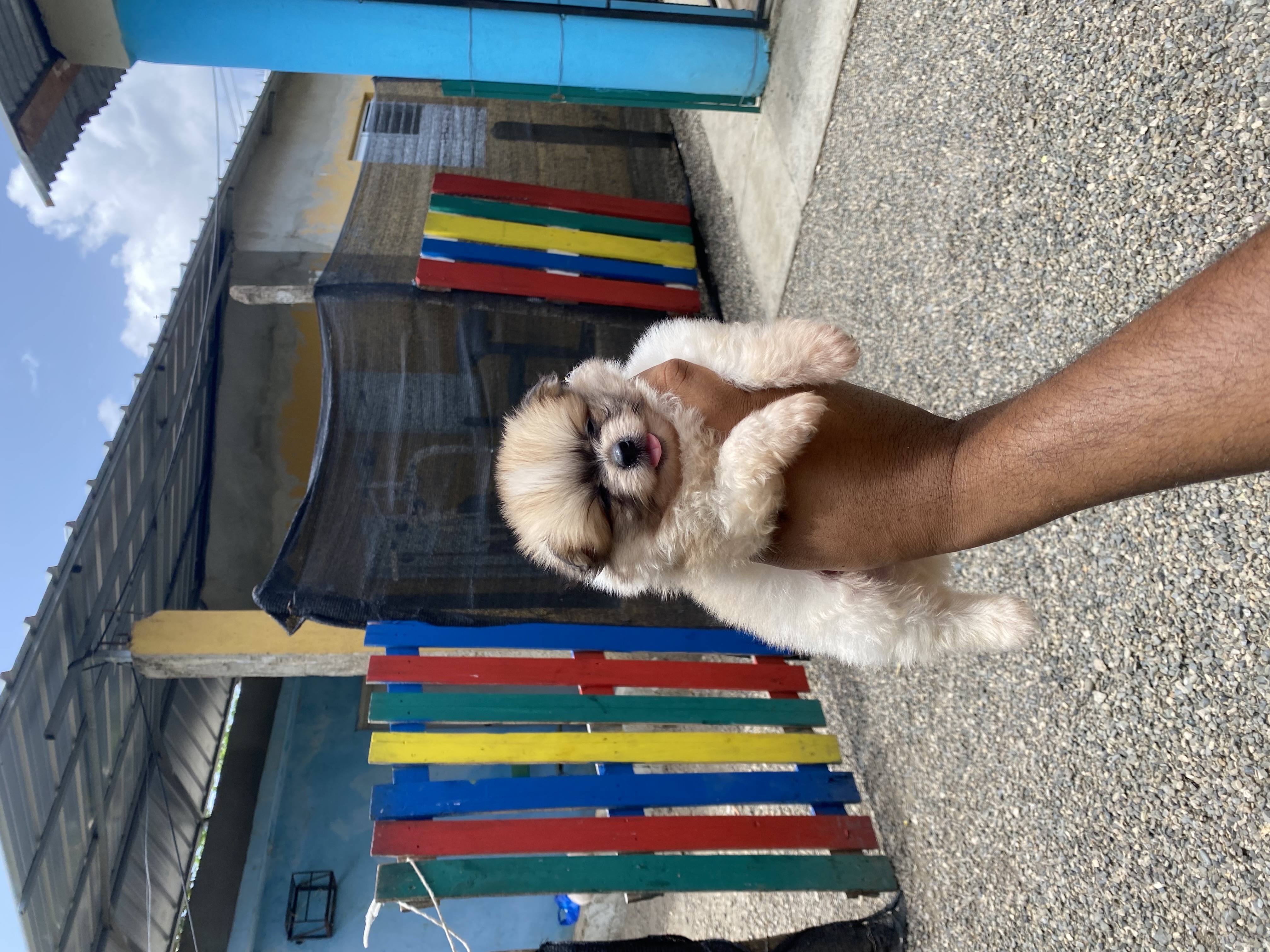 animales y mascotas - Pomerania mini 1
