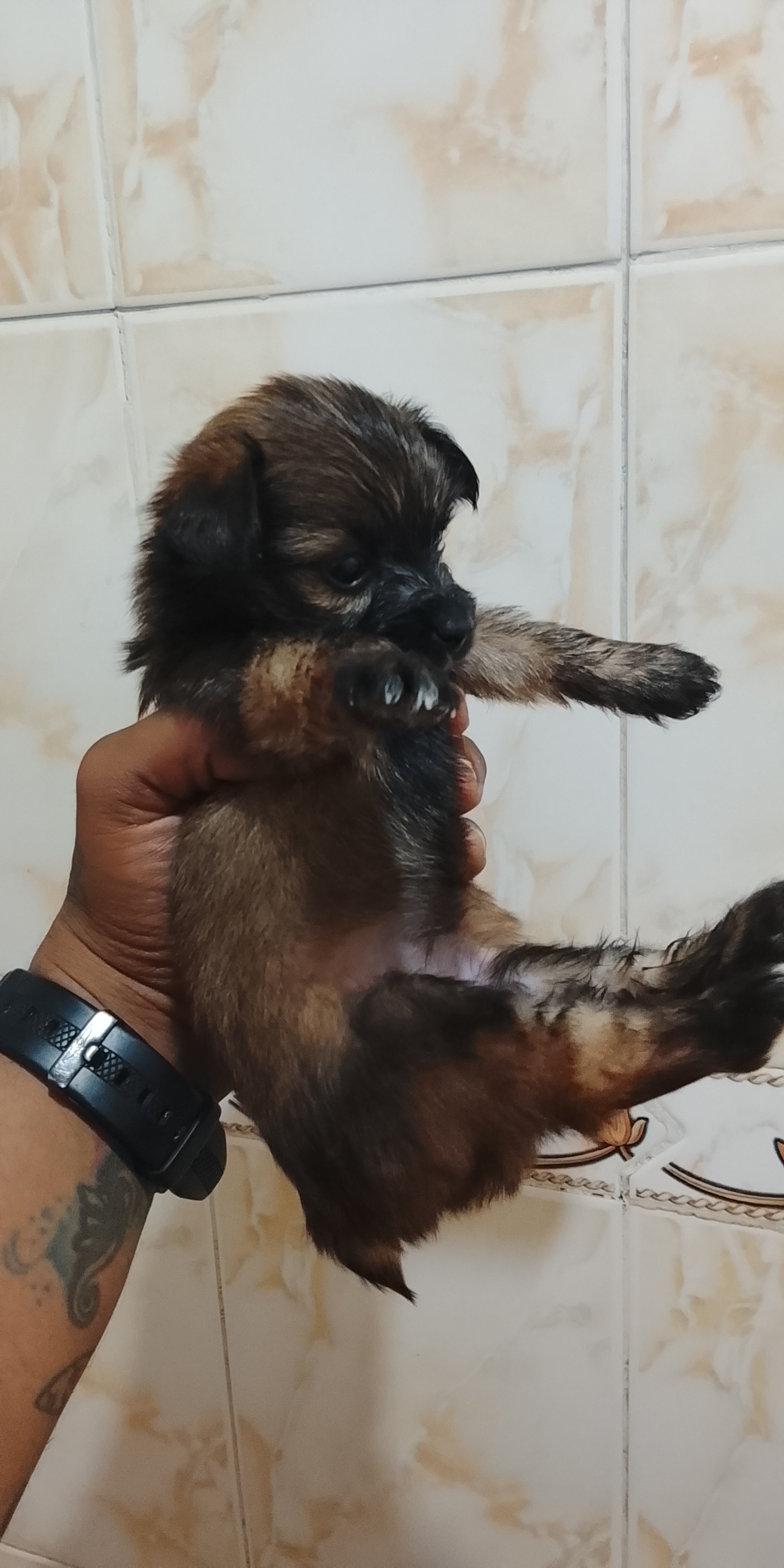 animales y mascotas - Perros yorkiepoo los padres estan al final