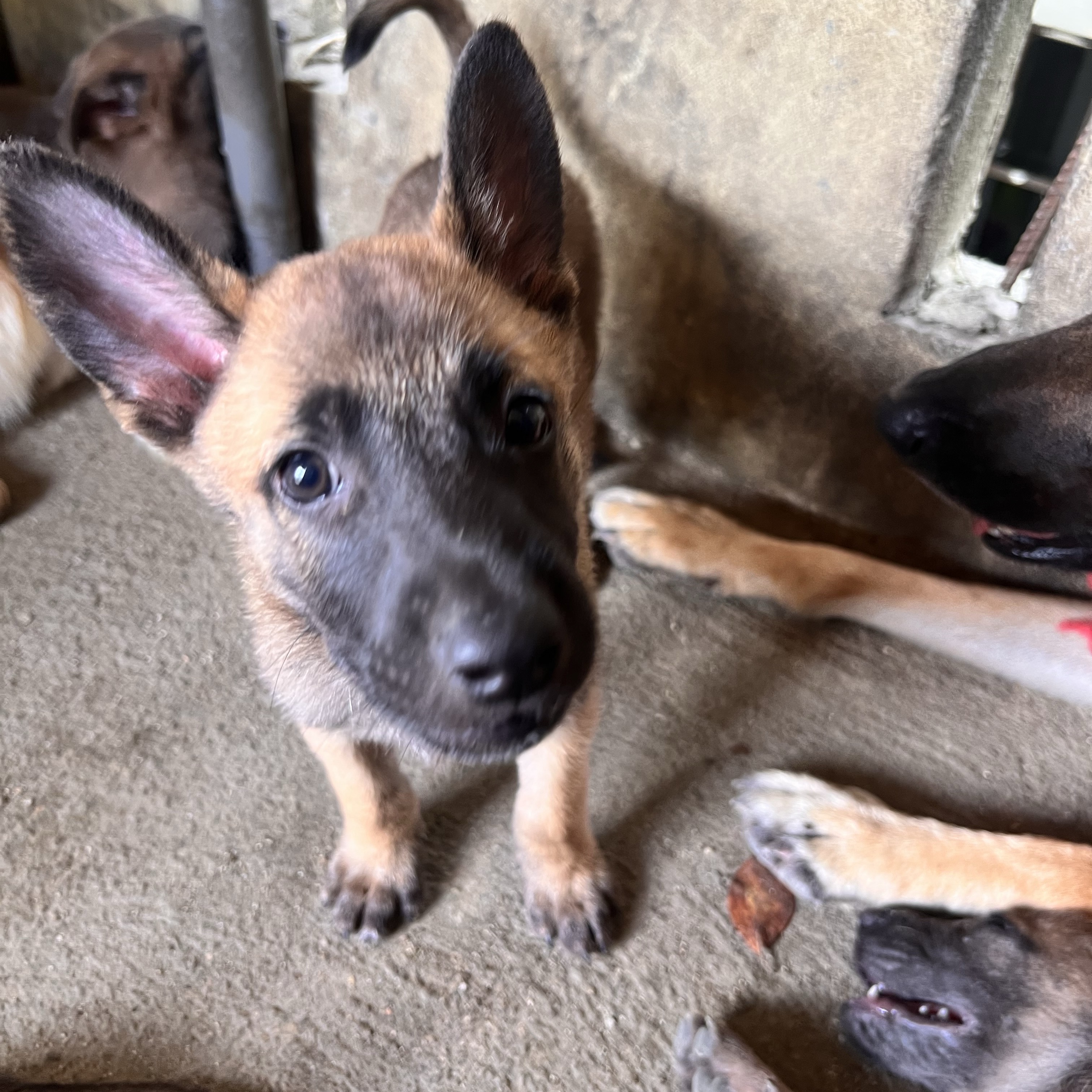 animales y mascotas - PASTOR BELGA MALINOIS 0