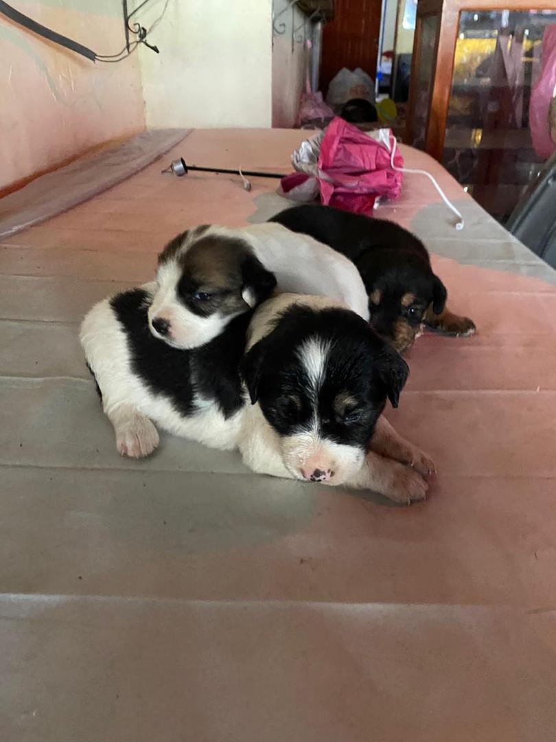 animales y mascotas - se venden estos hermosos cachorros rosgualey y con pastor alemán  0