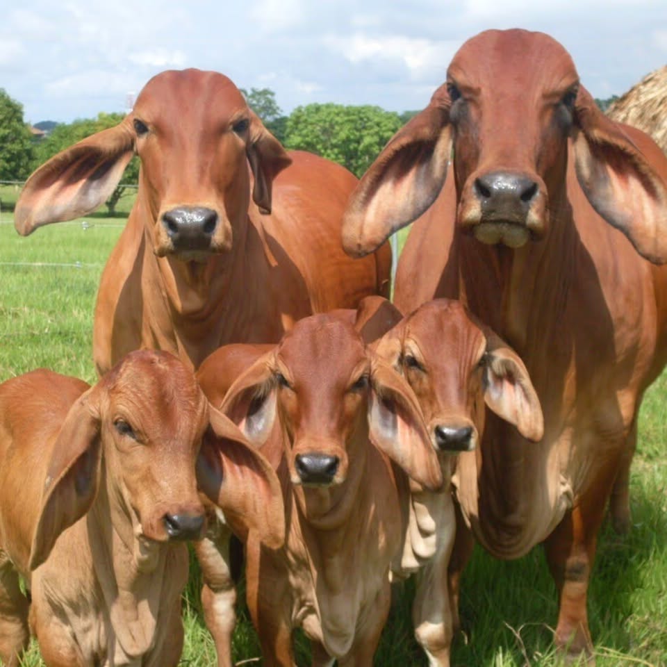 equipos profesionales - PINZA PARA NUMERAR CON TINTA CHINA ANIMALES COMO, 