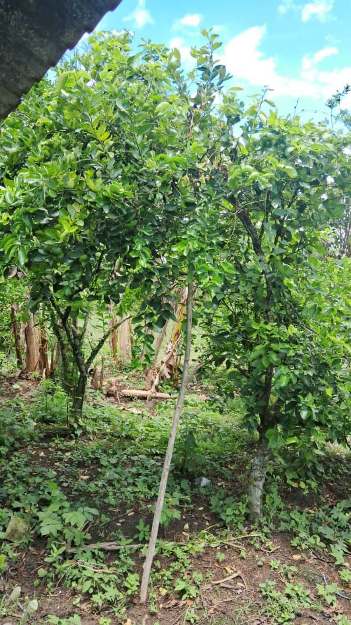 solares y terrenos - Finca en Venta en Don Juan de 25 Tareas de Oportunidad 📌 5
