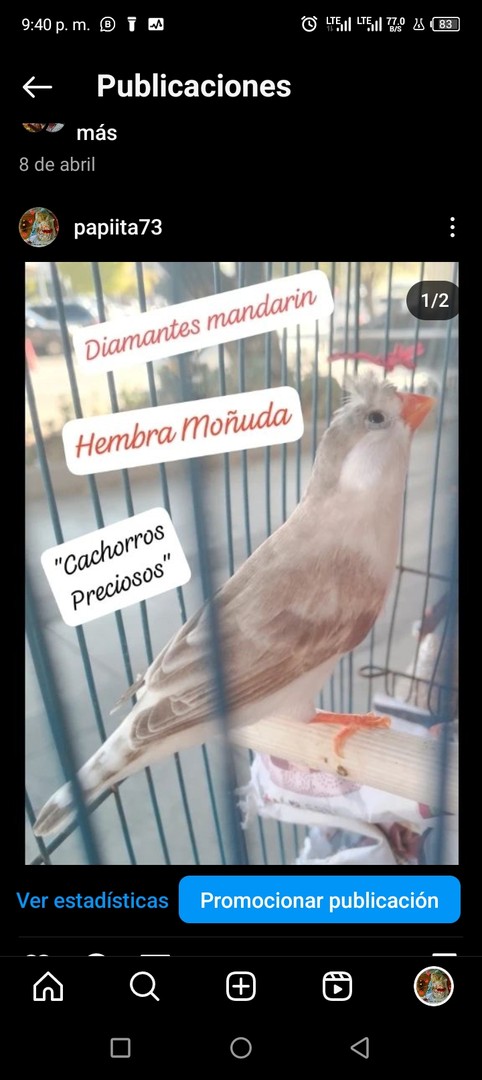 animales y mascotas - Aves Exóticas de todas las razas y Mutaciones.... 9