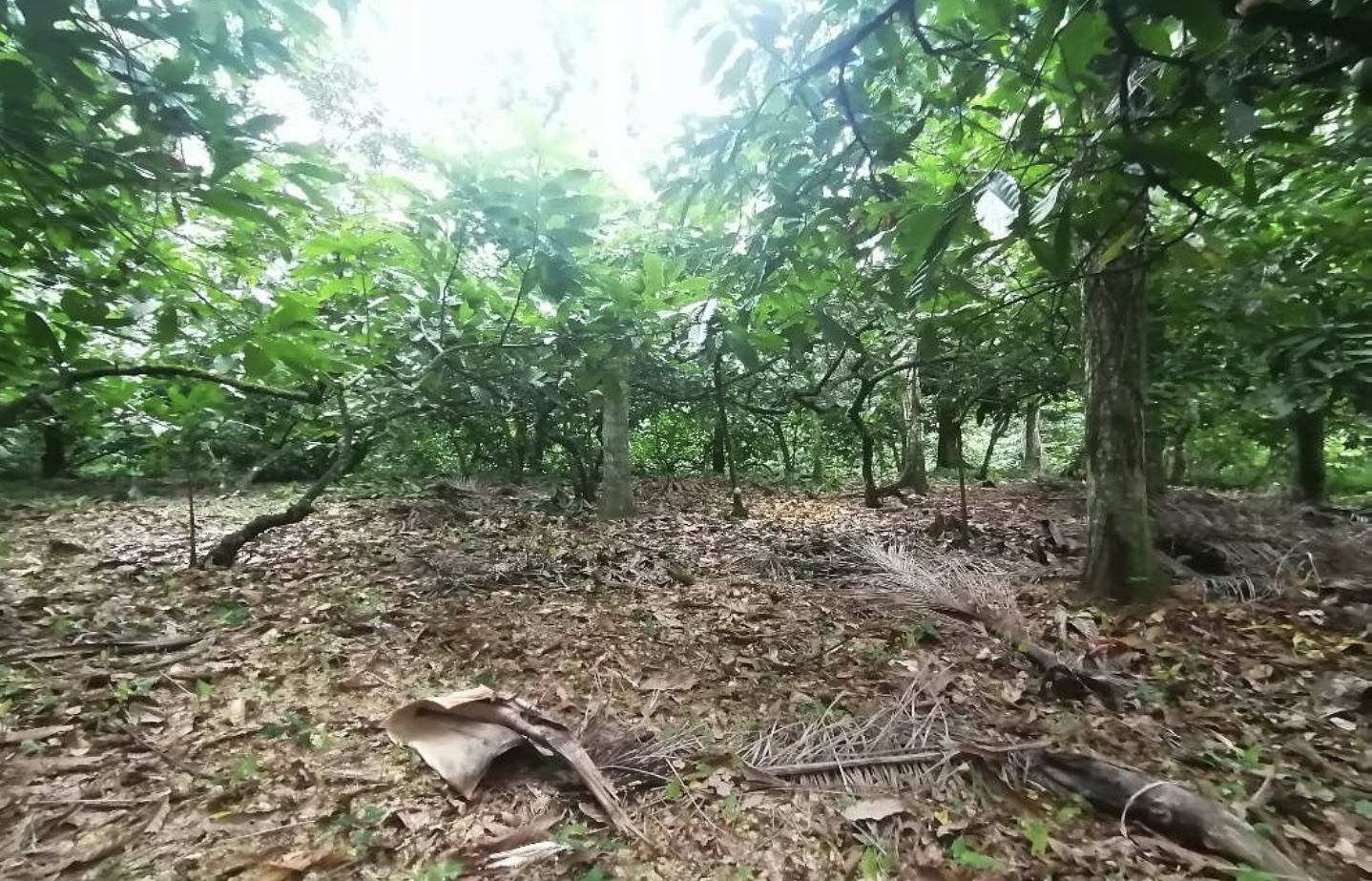 solares y terrenos - Terreno en Venta en Castillo, Salida a Nagua 4