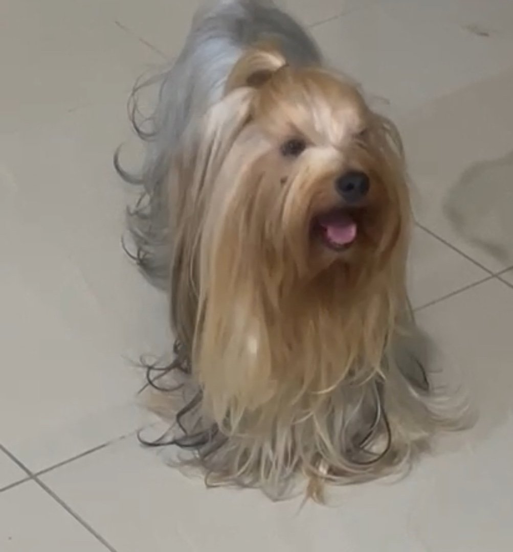 animales y mascotas - Cachorros Yorkie terrier  8