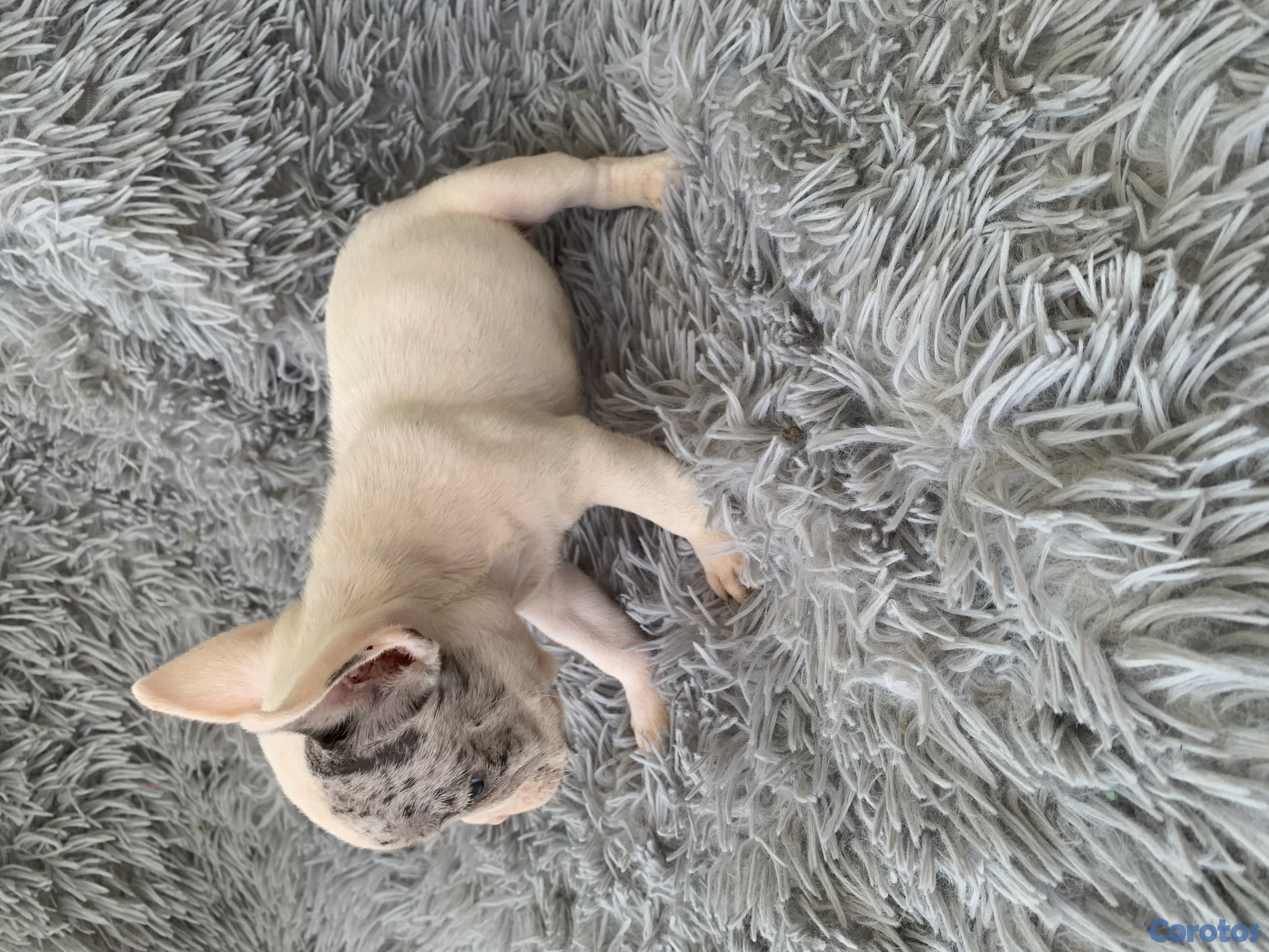 animales y mascotas - Bulldog francés  1