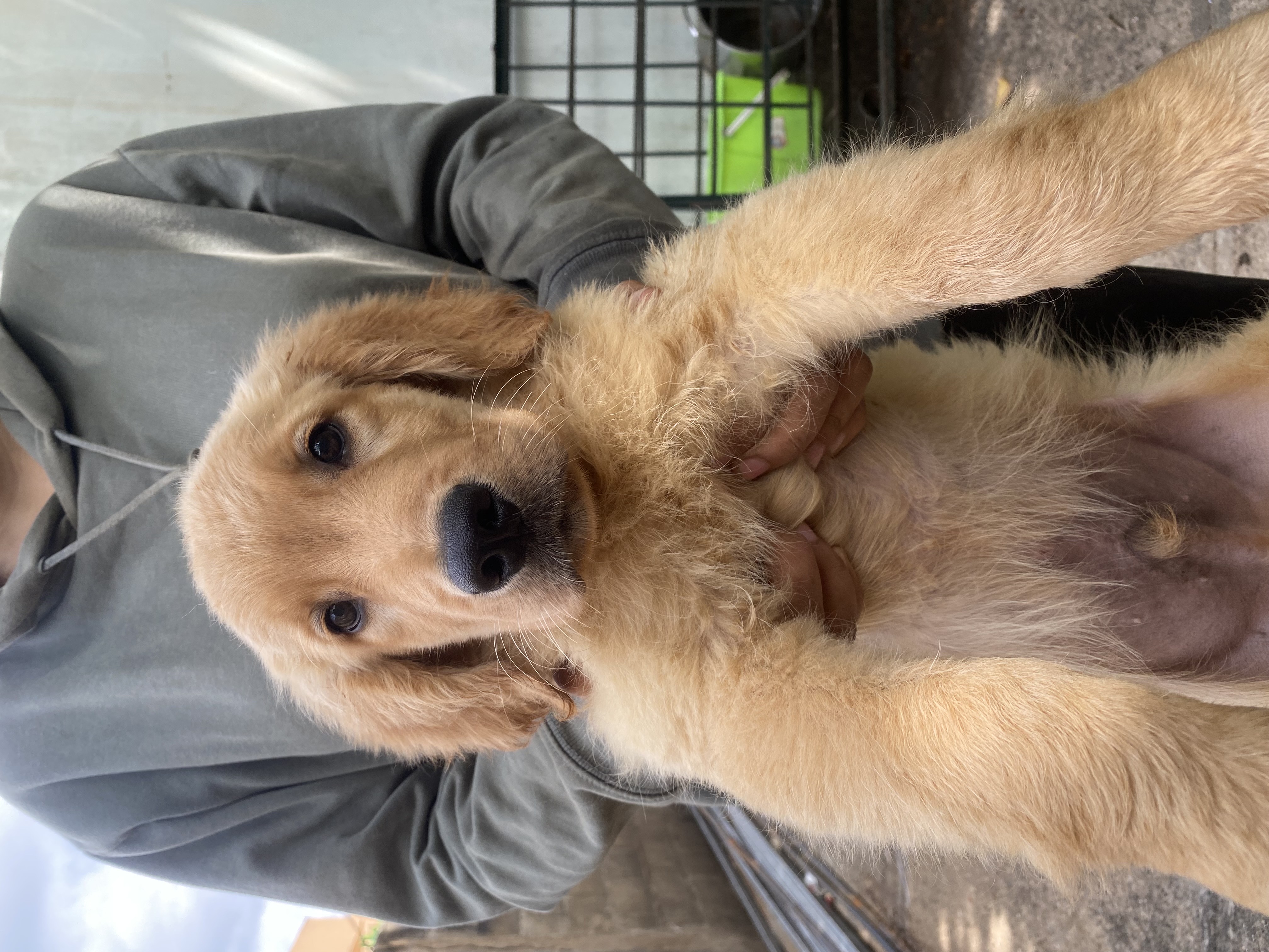 animales y mascotas - golden retriver 