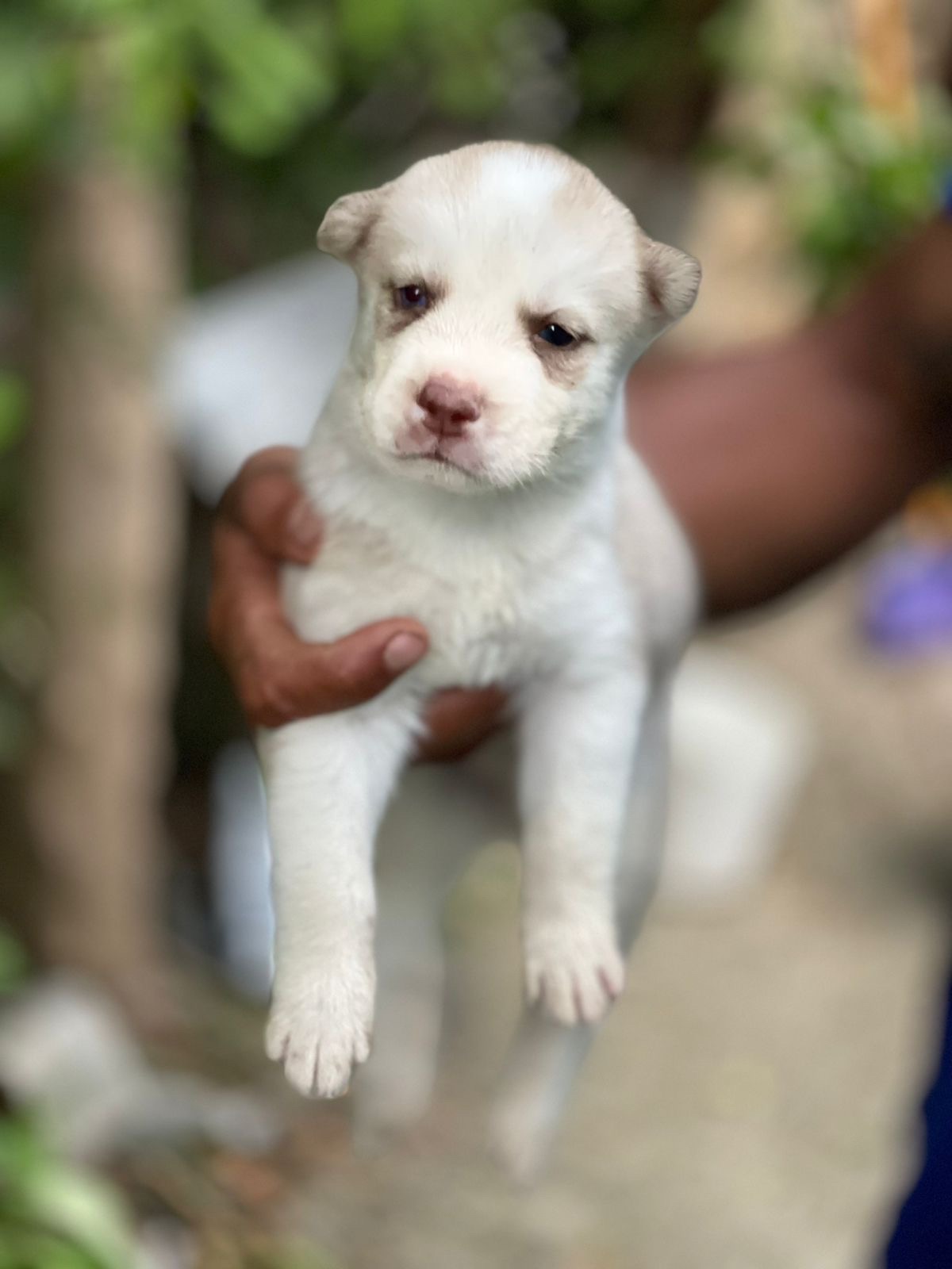 animales y mascotas - vendo husky  6