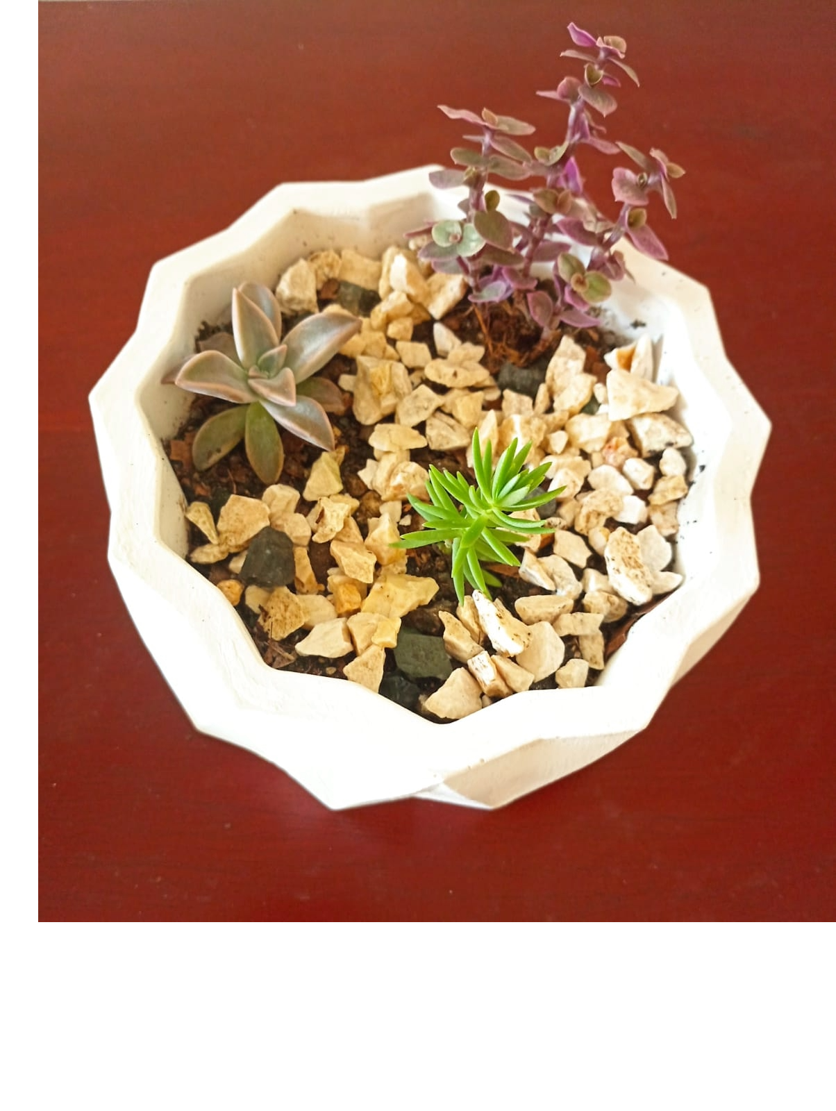 decoración y accesorios - Preciosas suculentas en delicados tarros. 8