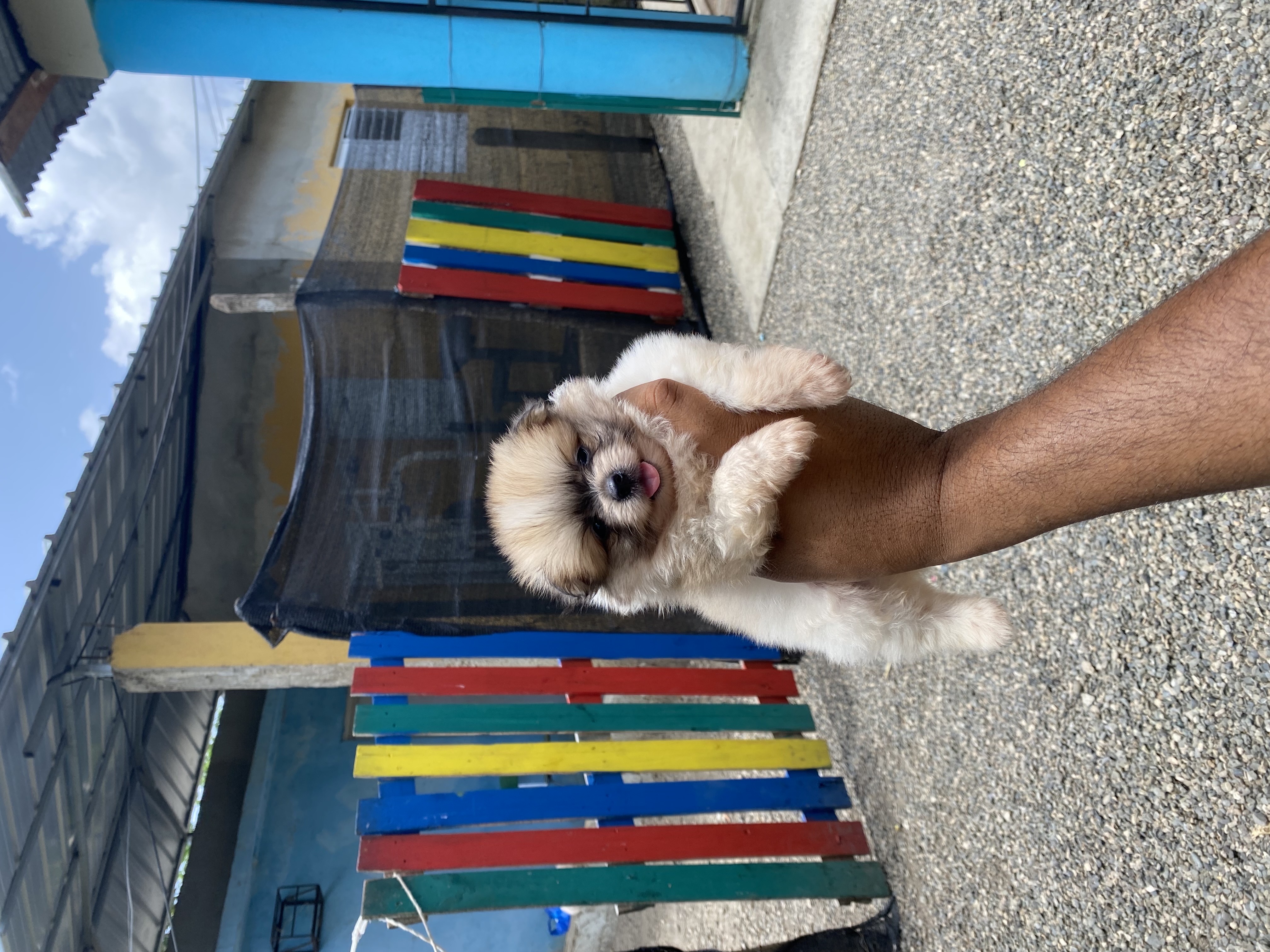 animales y mascotas - Pomerania mini 2