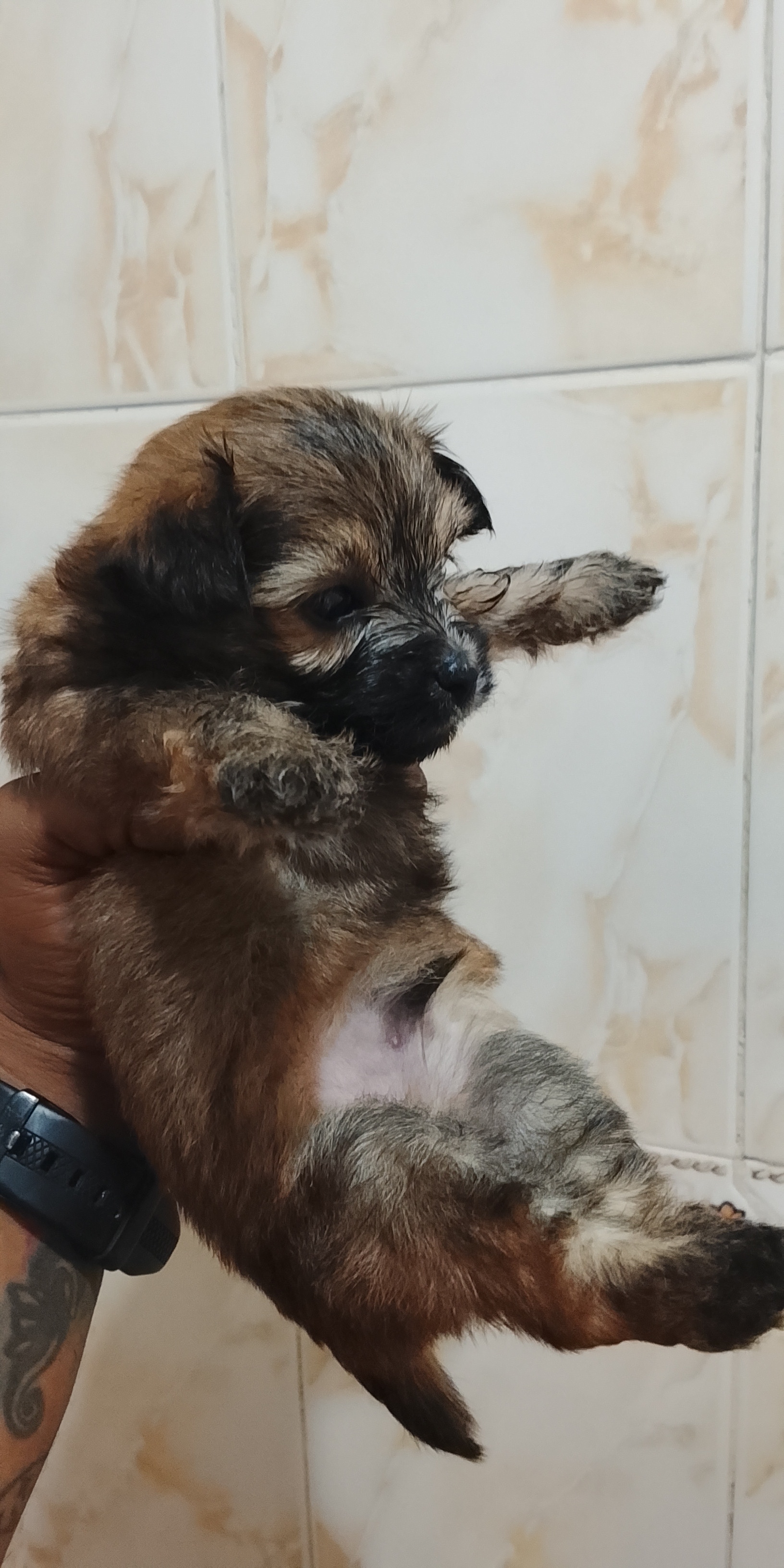 animales y mascotas - Perros yorkiepoo los padres estan al final 1