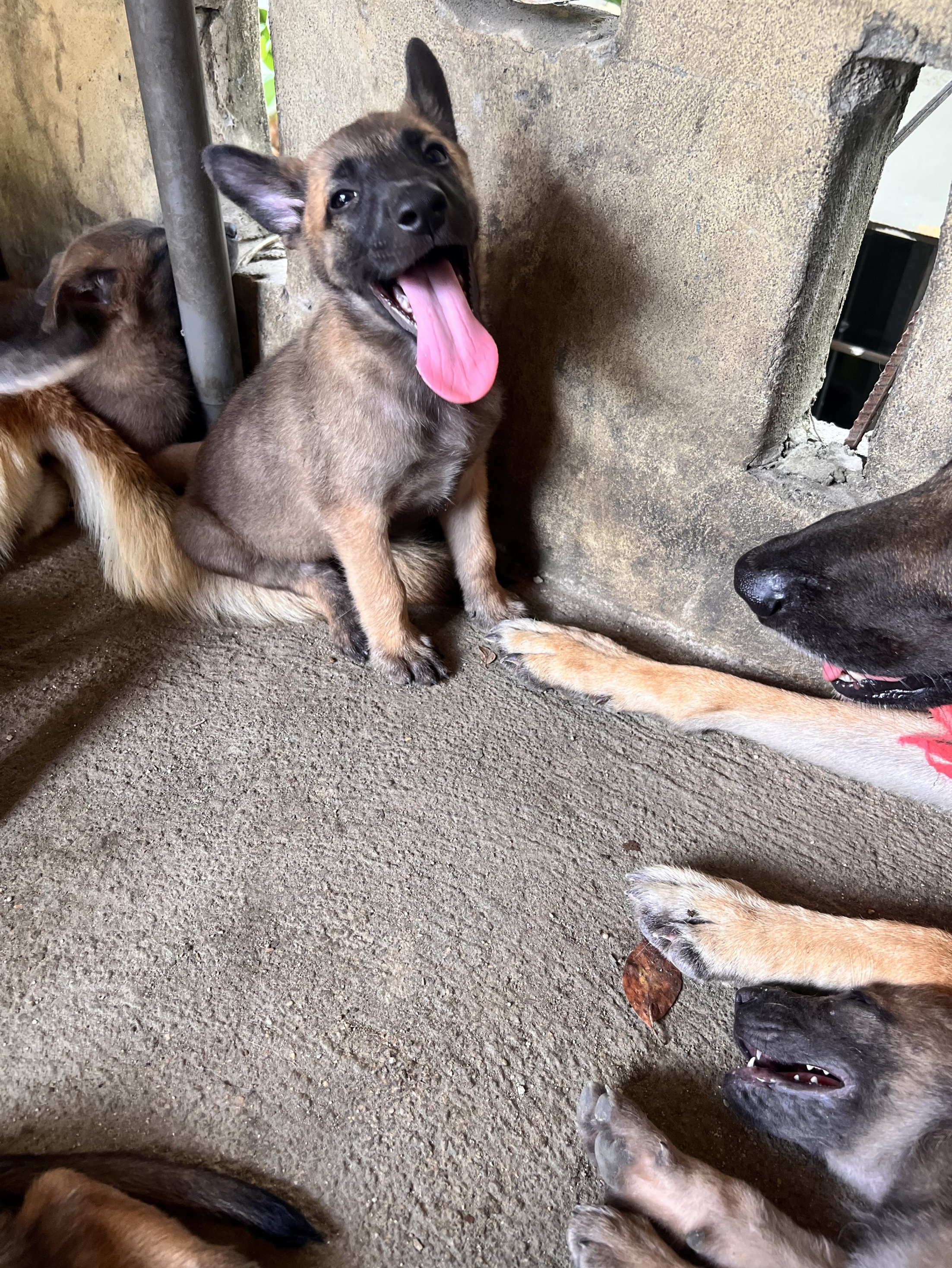animales y mascotas - PASTOR BELGA MALINOIS 1
