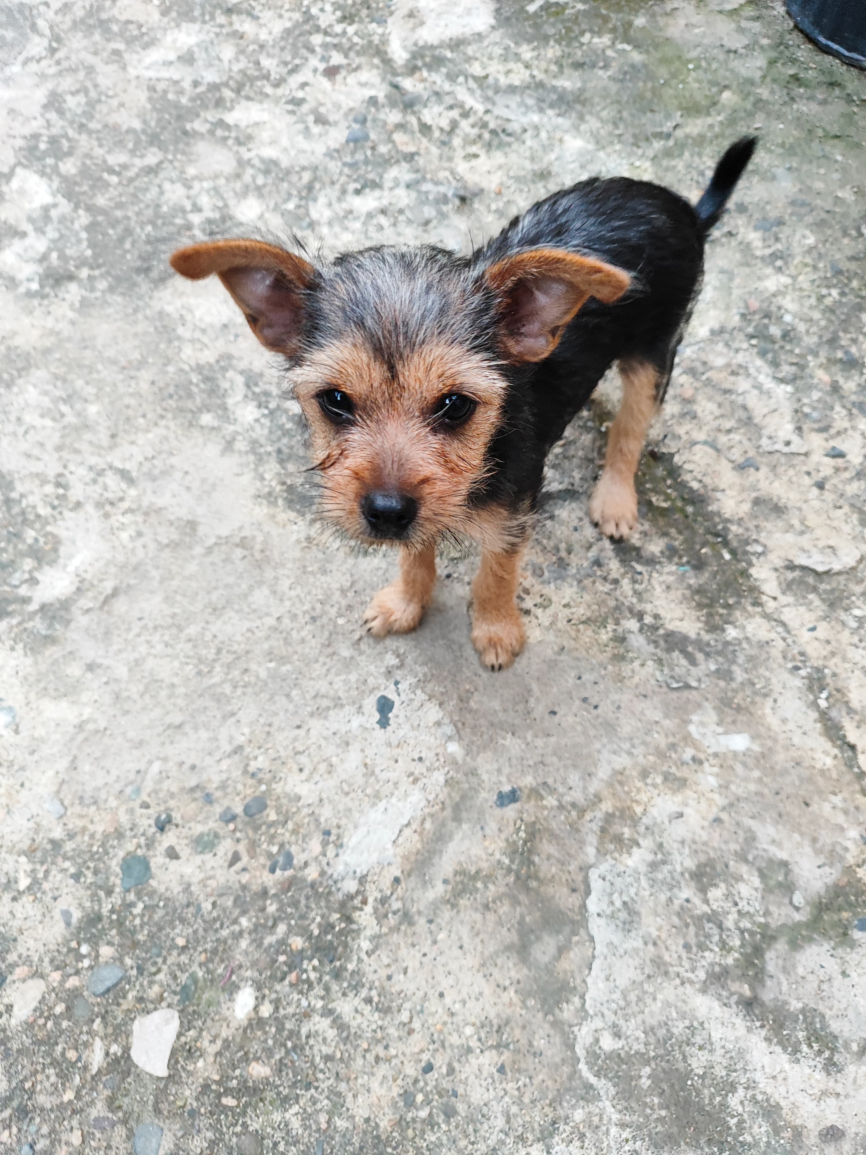 animales y mascotas - Yorkie mix con poodle hembra 0