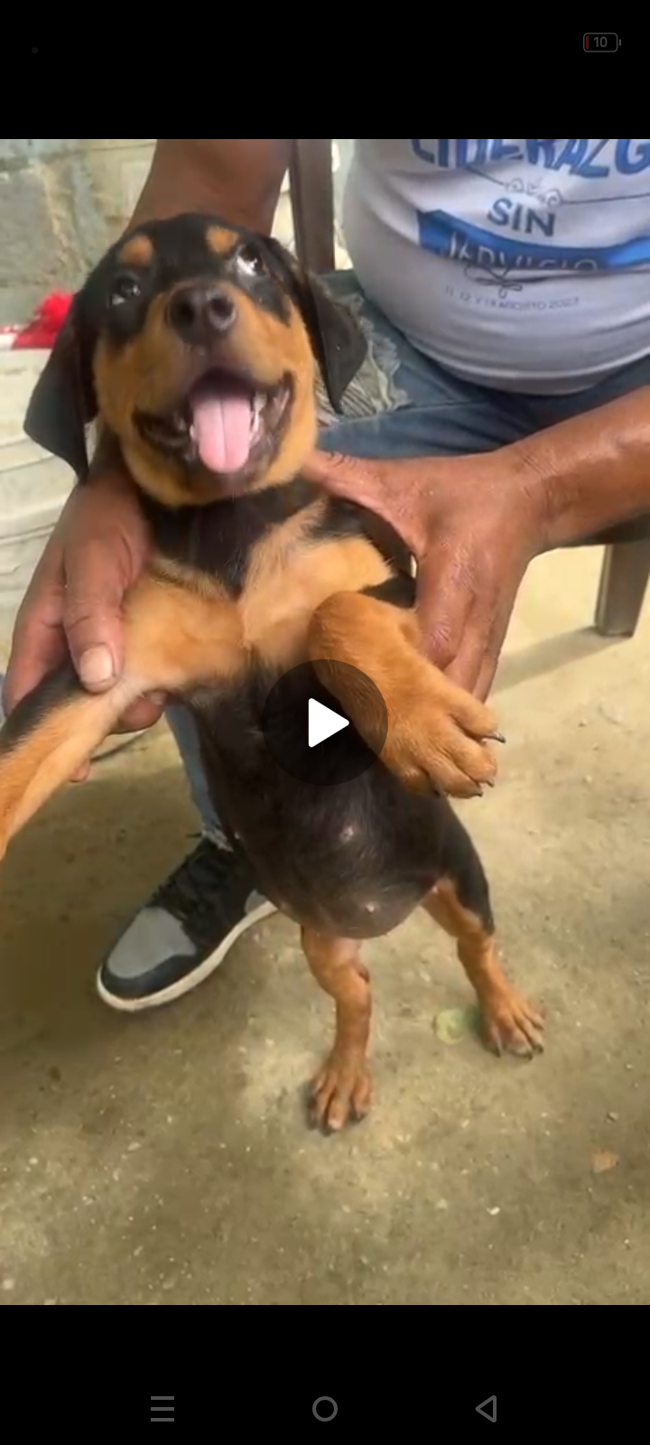 animales y mascotas - Cachorra Rottweiler a la venta tiene 3 meses  0