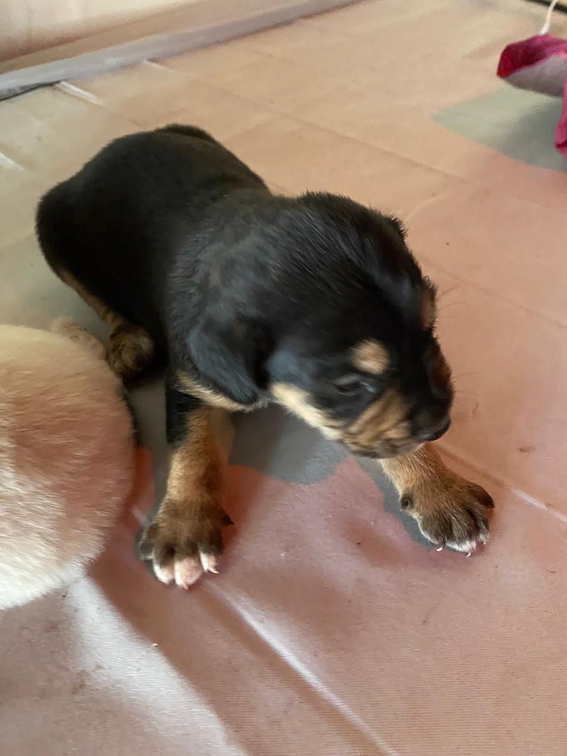 animales y mascotas - se venden estos hermosos cachorros rosgualey y con pastor alemán  1