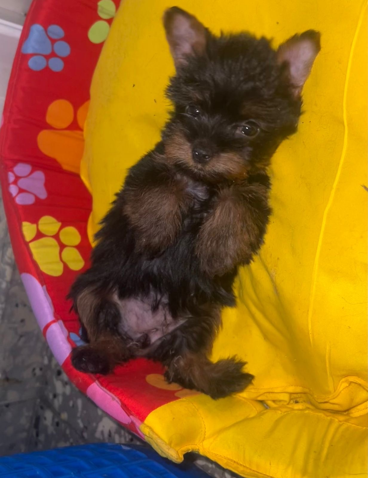 animales y mascotas - yorkie  0