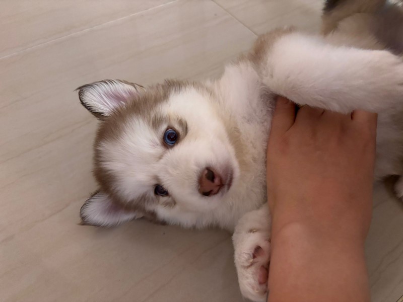 animales y mascotas - Husky siberiano  0