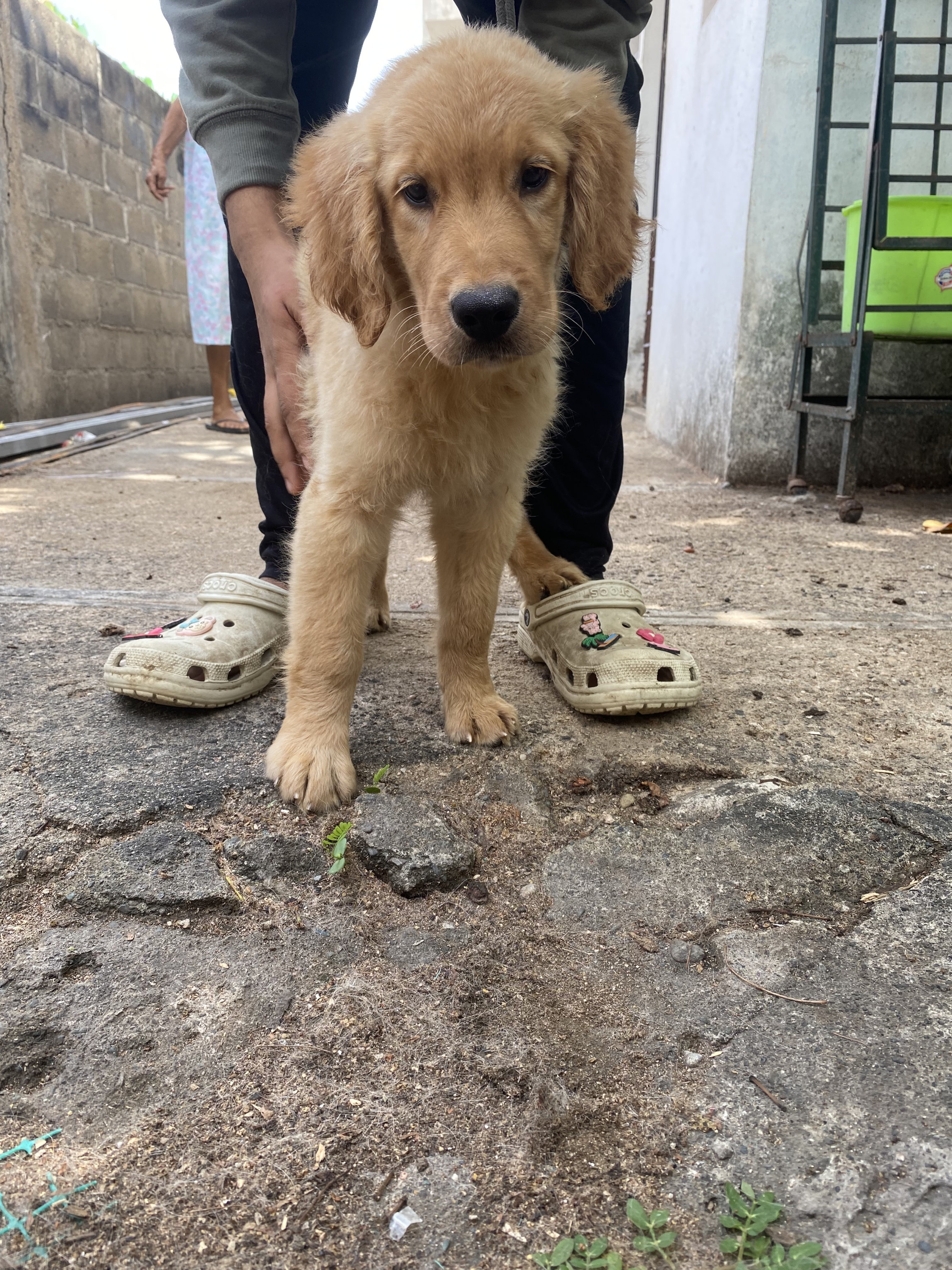 animales y mascotas - golden retriver  1