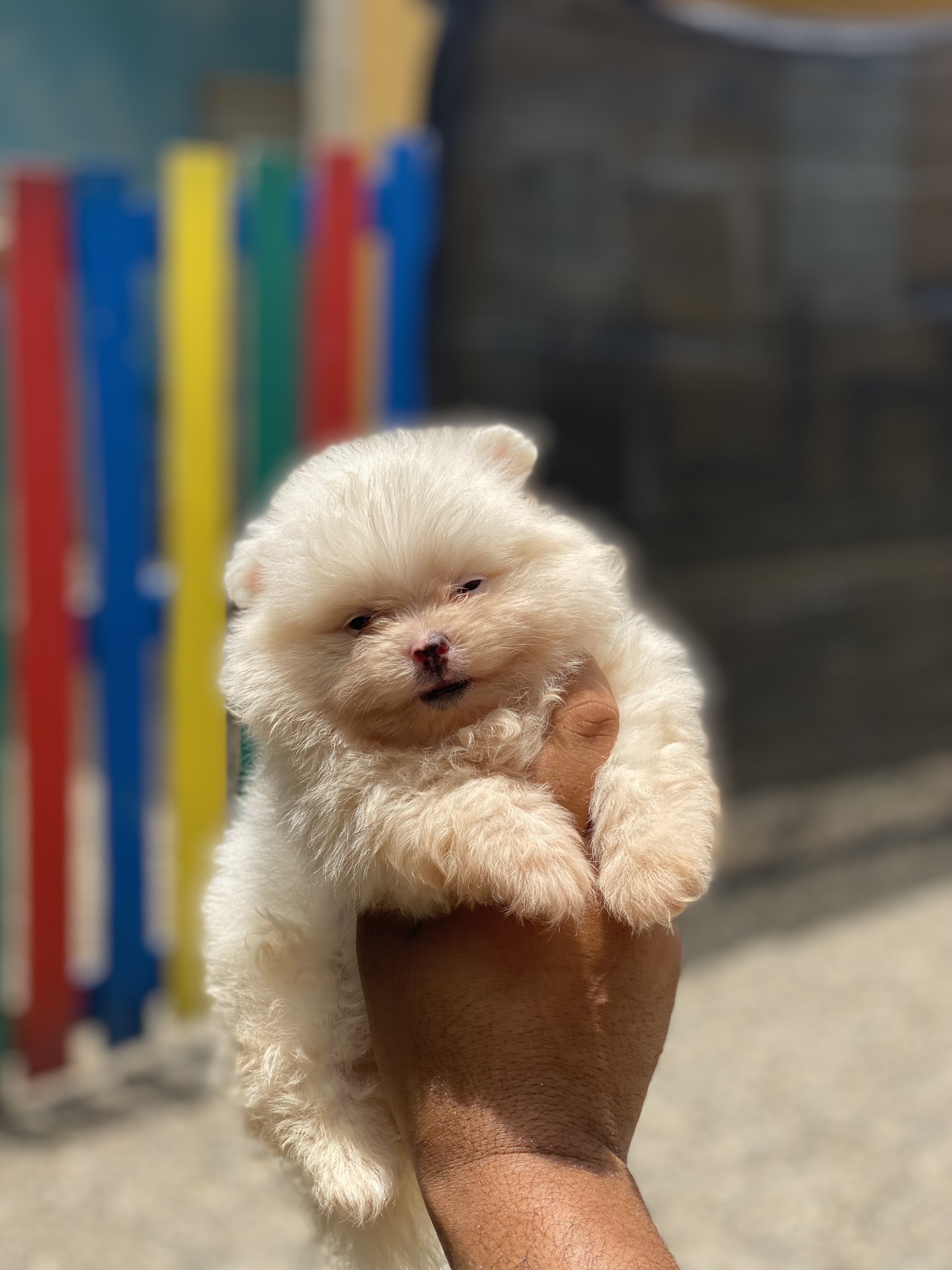 animales y mascotas - Pomerania