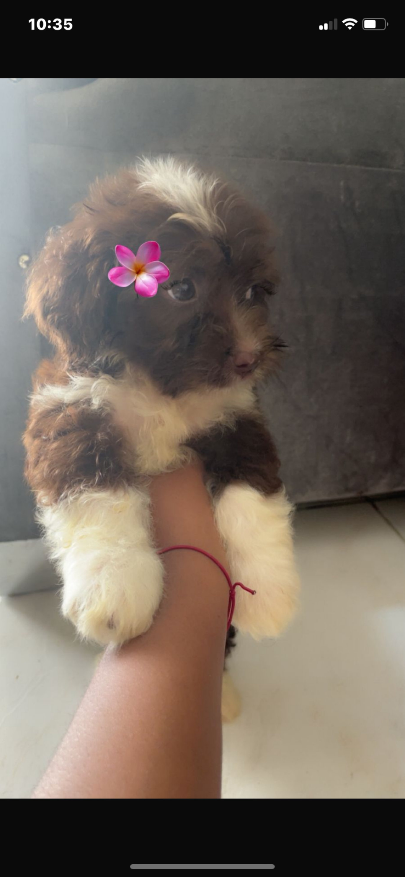 animales y mascotas - shipoo 