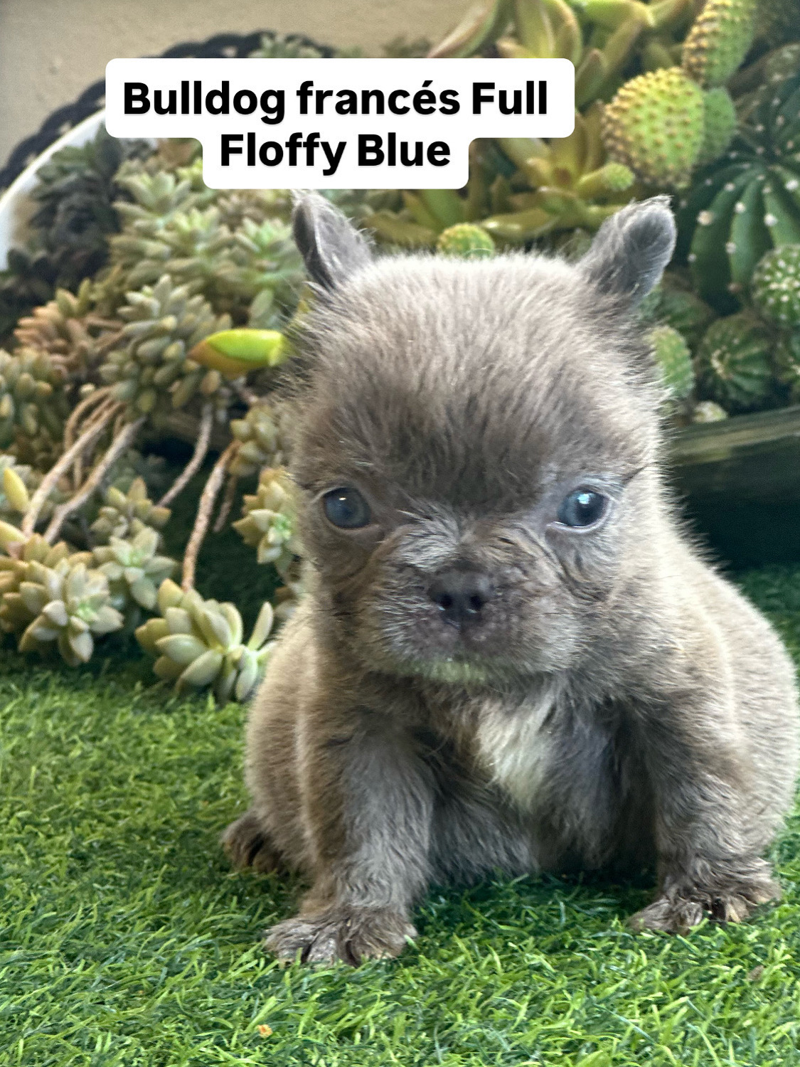 animales y mascotas - Bulldog francés Full Floffy 0