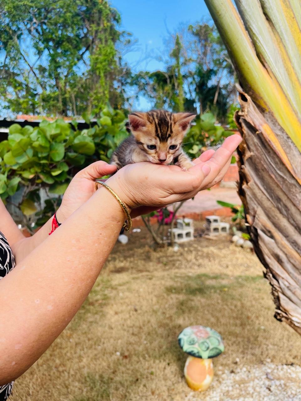animales y mascotas - Gato Bengalí Hembra 7