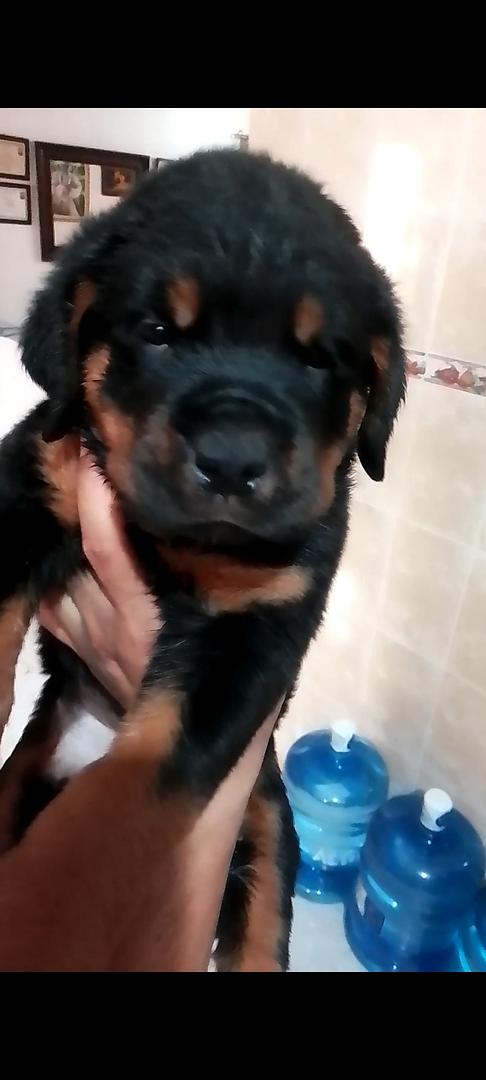 animales y mascotas - Cachorros Rottwailer 0