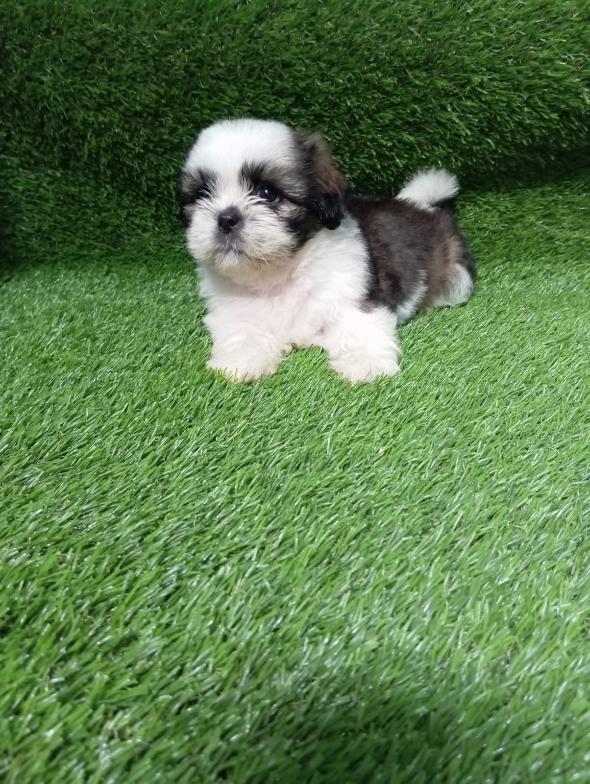 animales y mascotas - Shih tzu hembra y macho. Dog, pet, mascotas, cacho 0