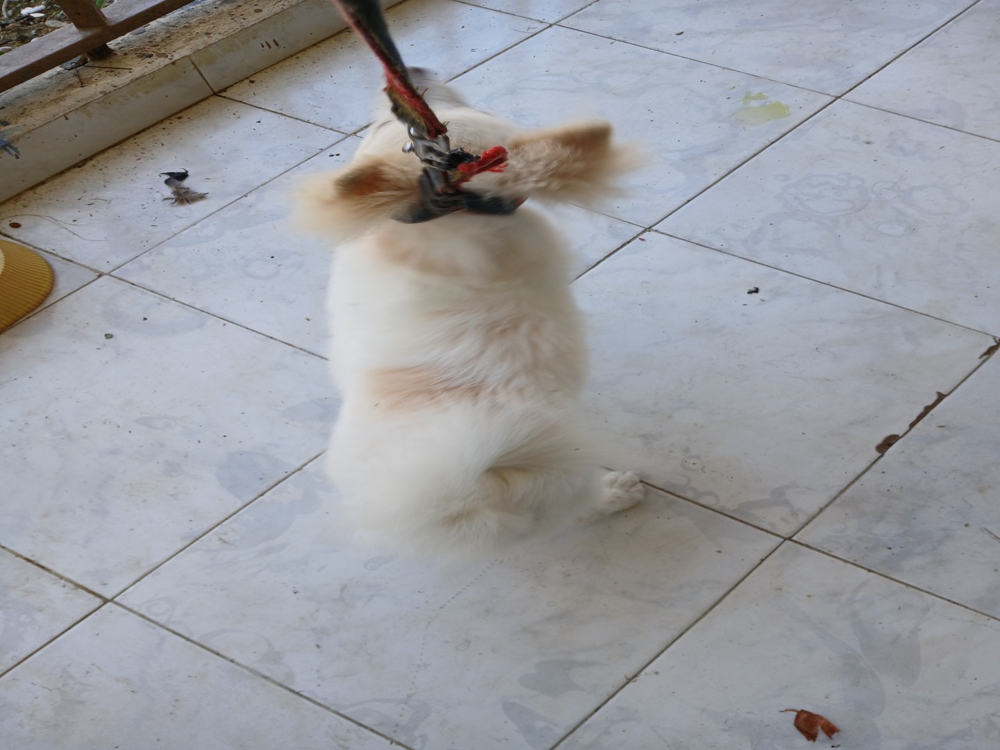 animales y mascotas - Pomerania Macho. 3