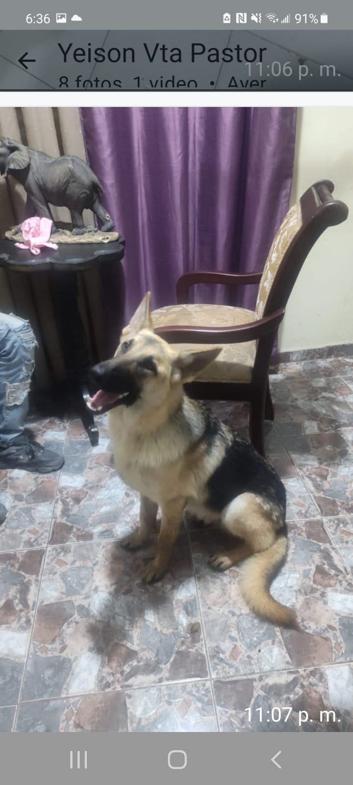 animales y mascotas - Pastor Aleman 8 meses  1