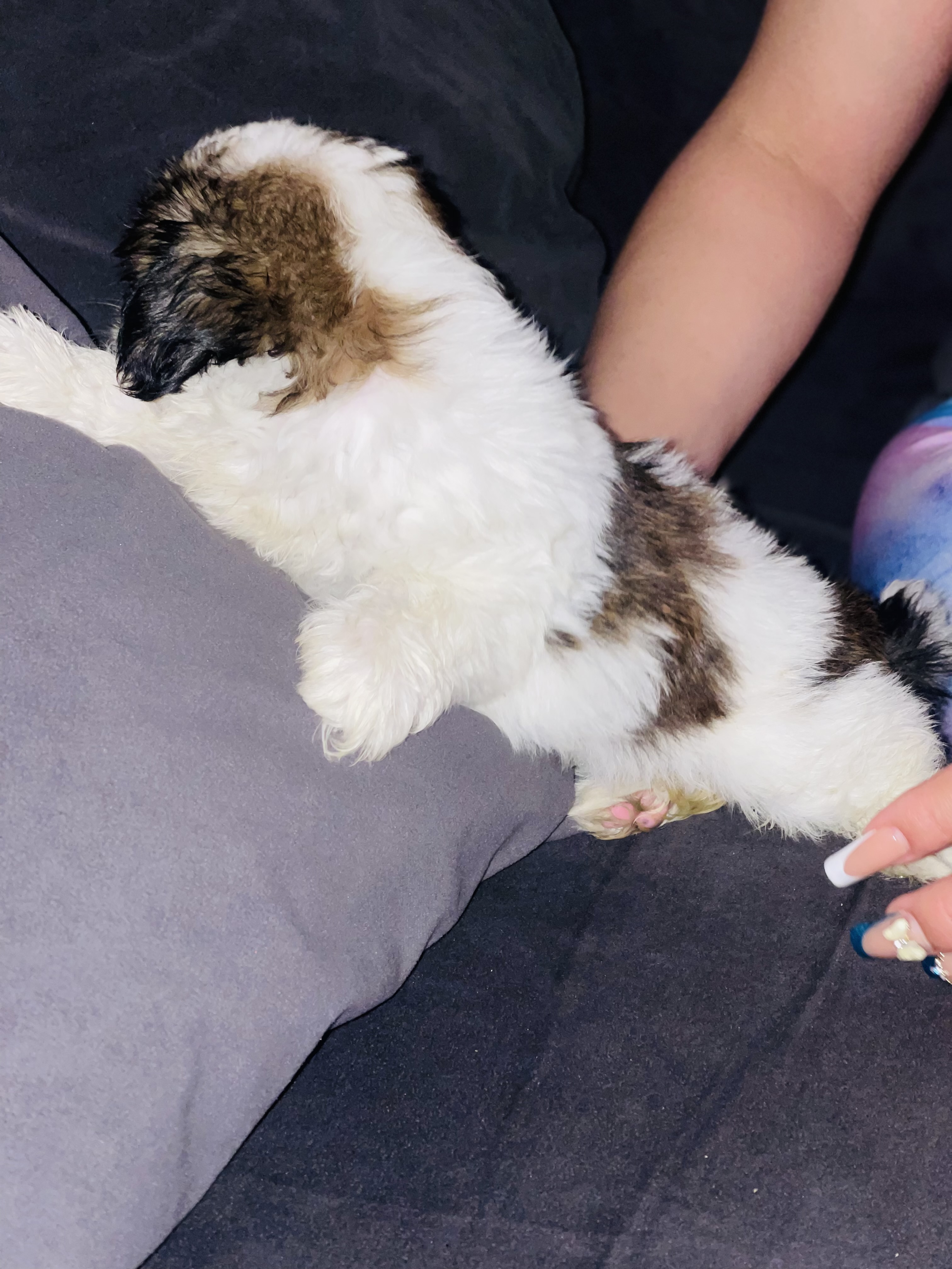 animales y mascotas - SHIH TZU MINI  1