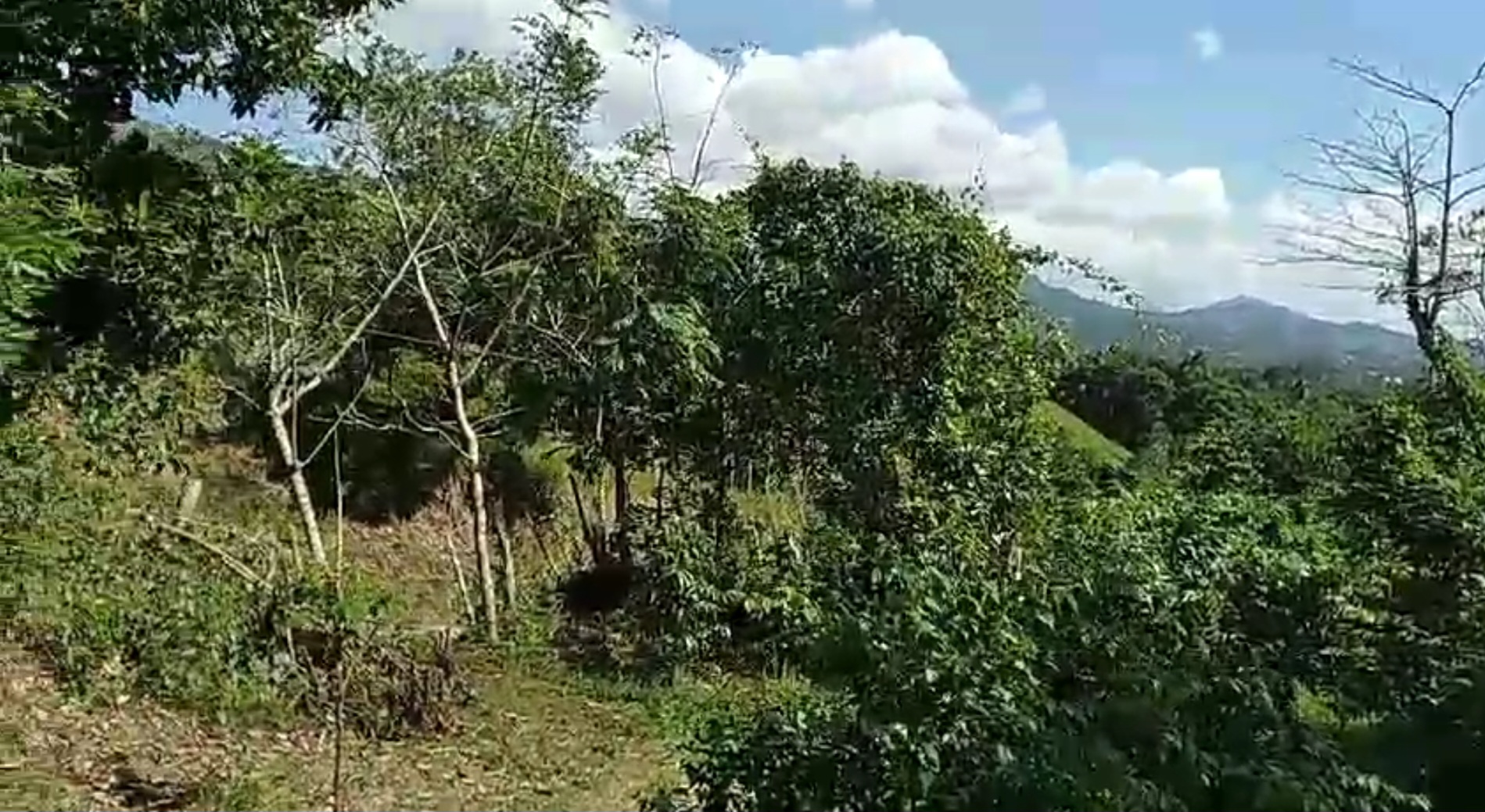 solares y terrenos - Terreno en La Cumbre, Bonao, ideal para villa/hote