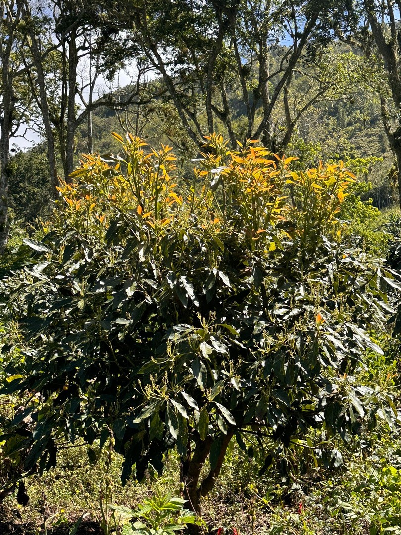 solares y terrenos - Vendo Oportunidad Finca De 132 Tareas Sembrada De Aguacate, Café, en Barahona 8