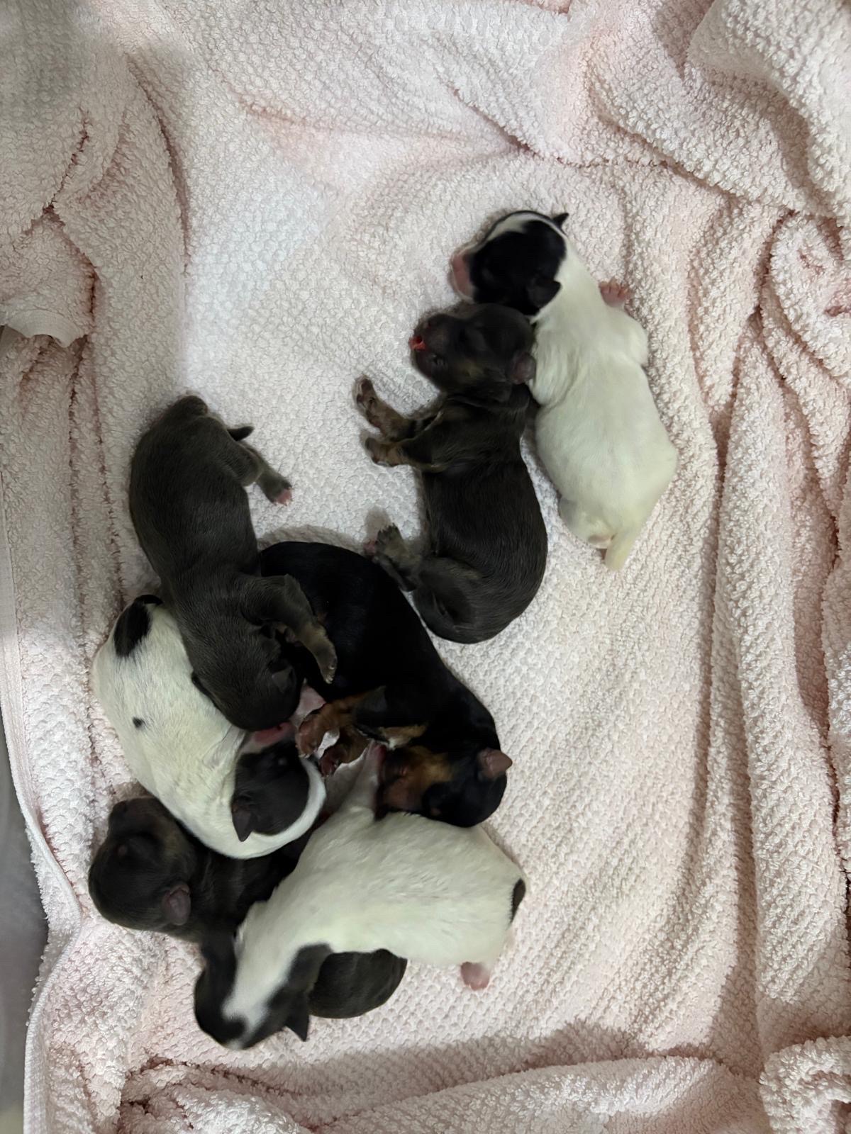 animales y mascotas - yorkies exoticos 