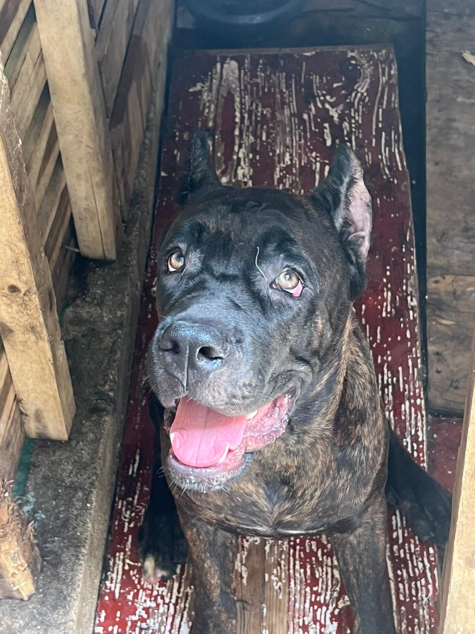 animales y mascotas - cane corso