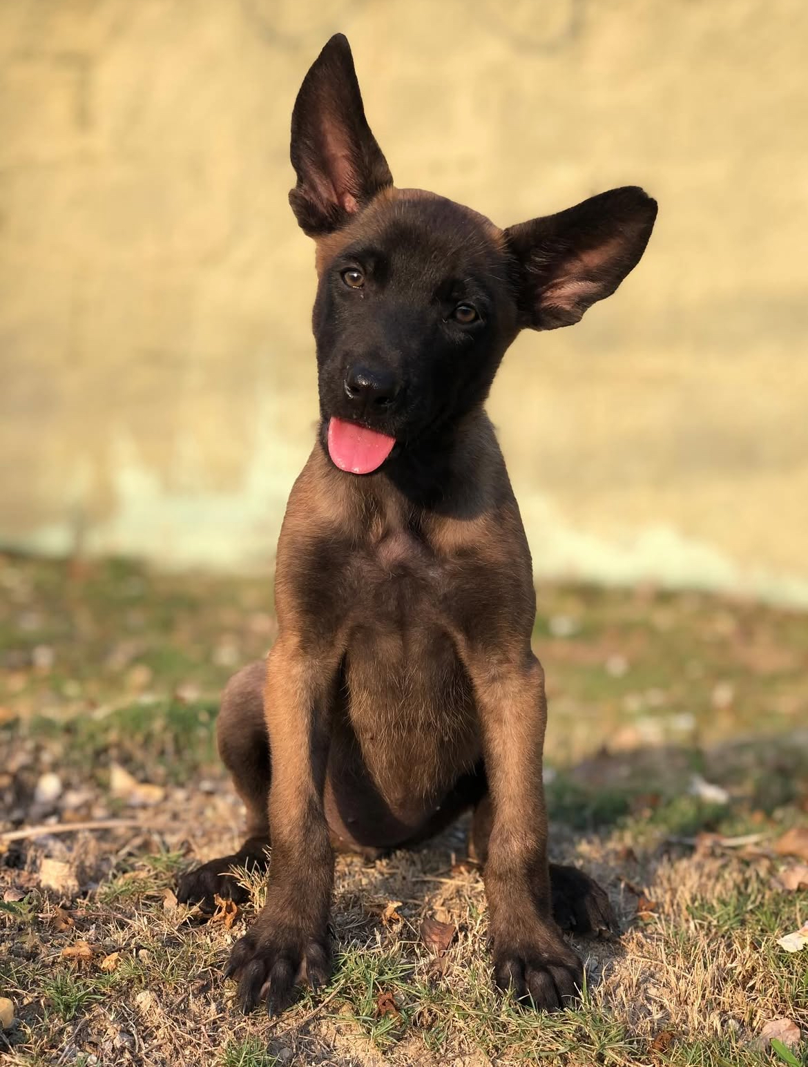 animales y mascotas - Disponible pastor belga malinois