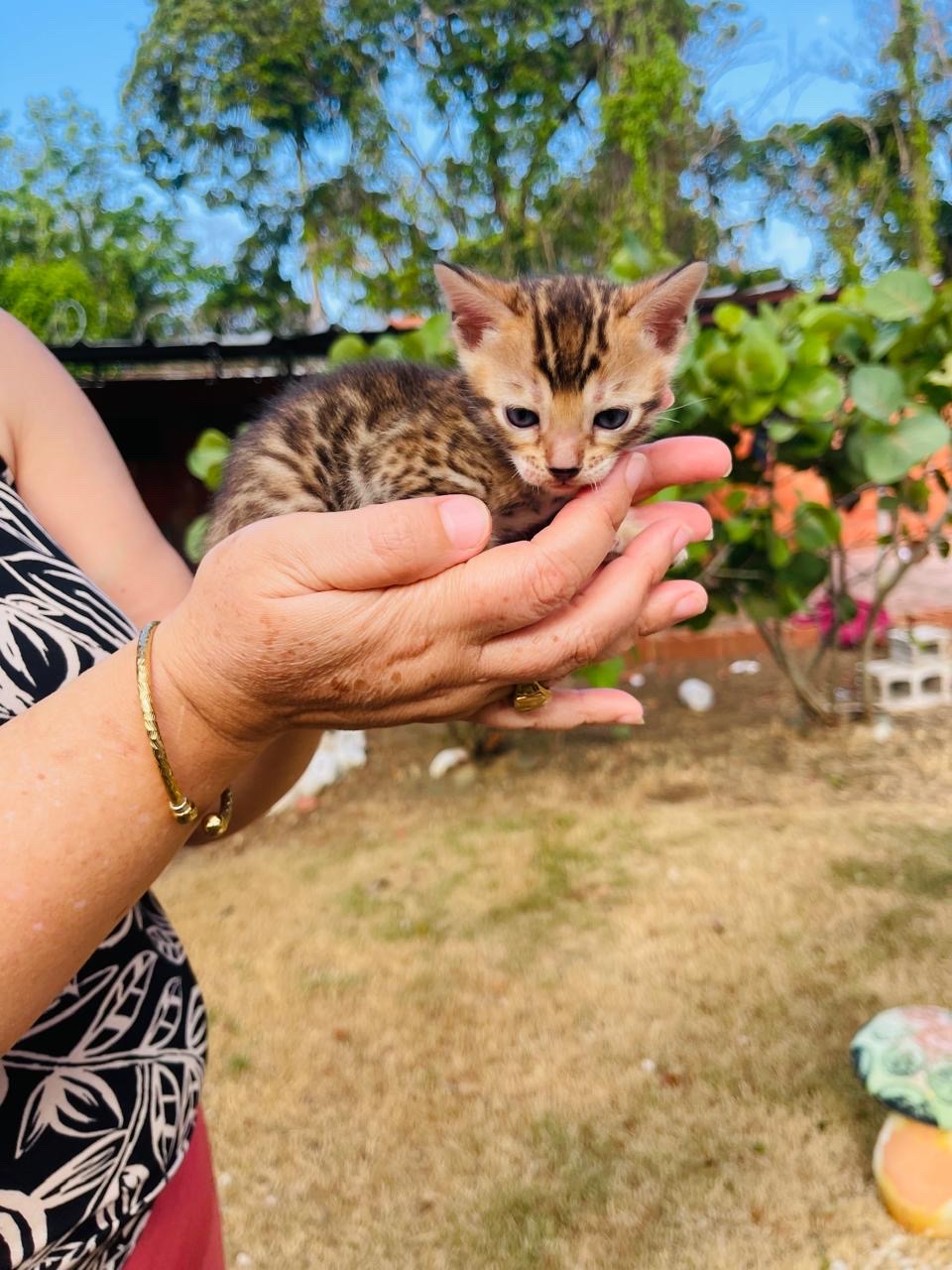 animales y mascotas - Gato Bengalí Hembra 5